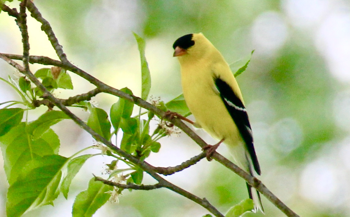 Goldfinch Gold
