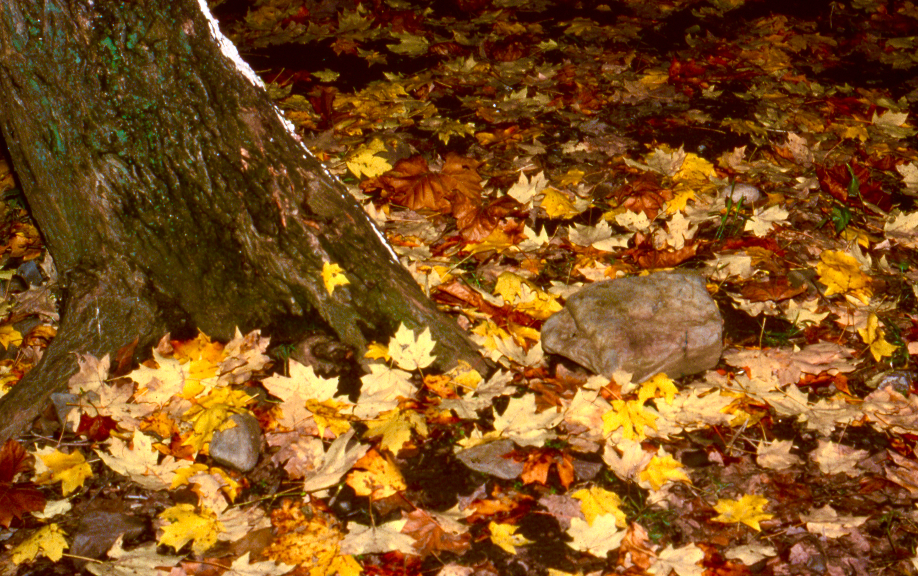 Colorful Fall Leaves