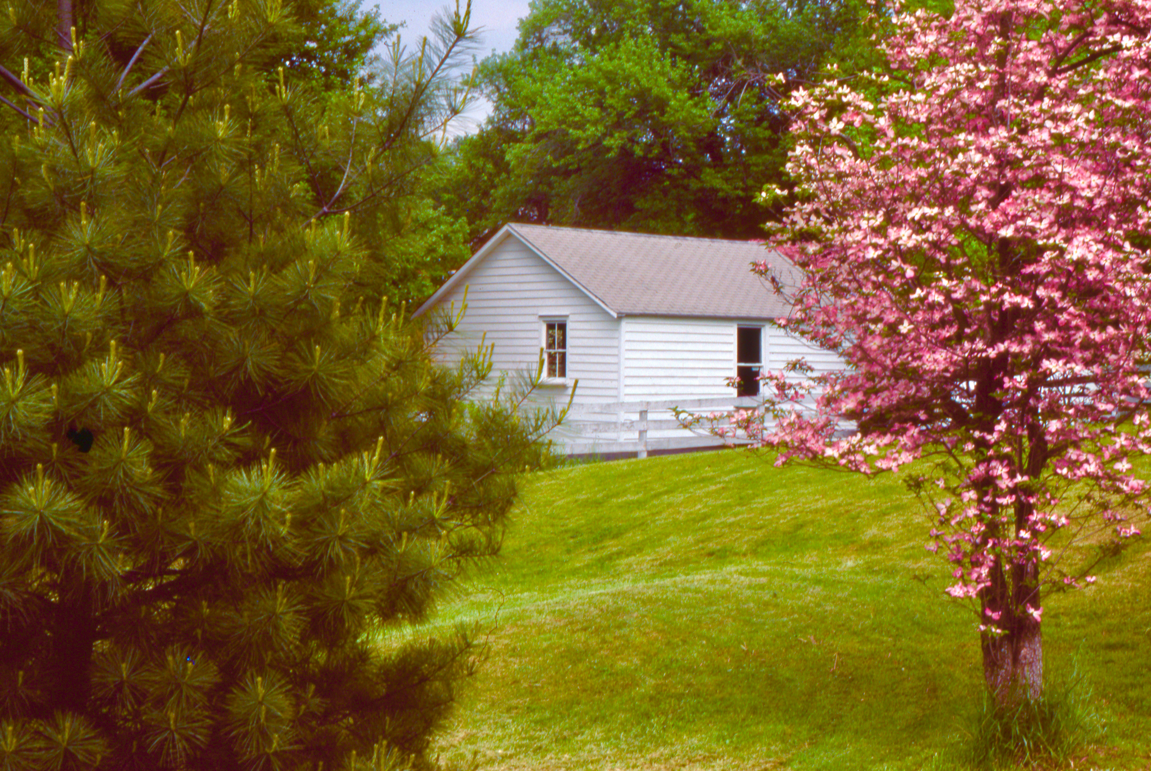 Spring Scene