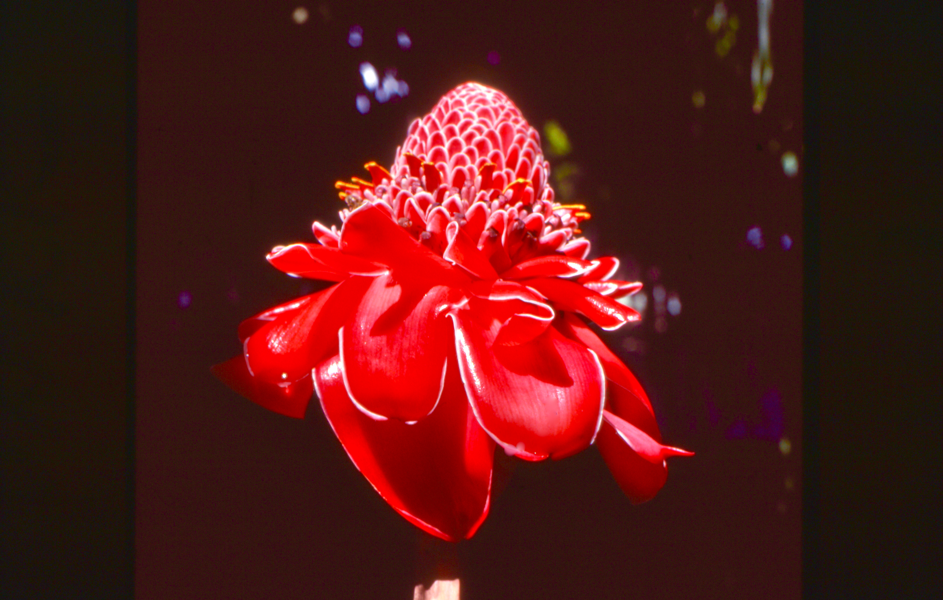 Red You Can Almost Eat