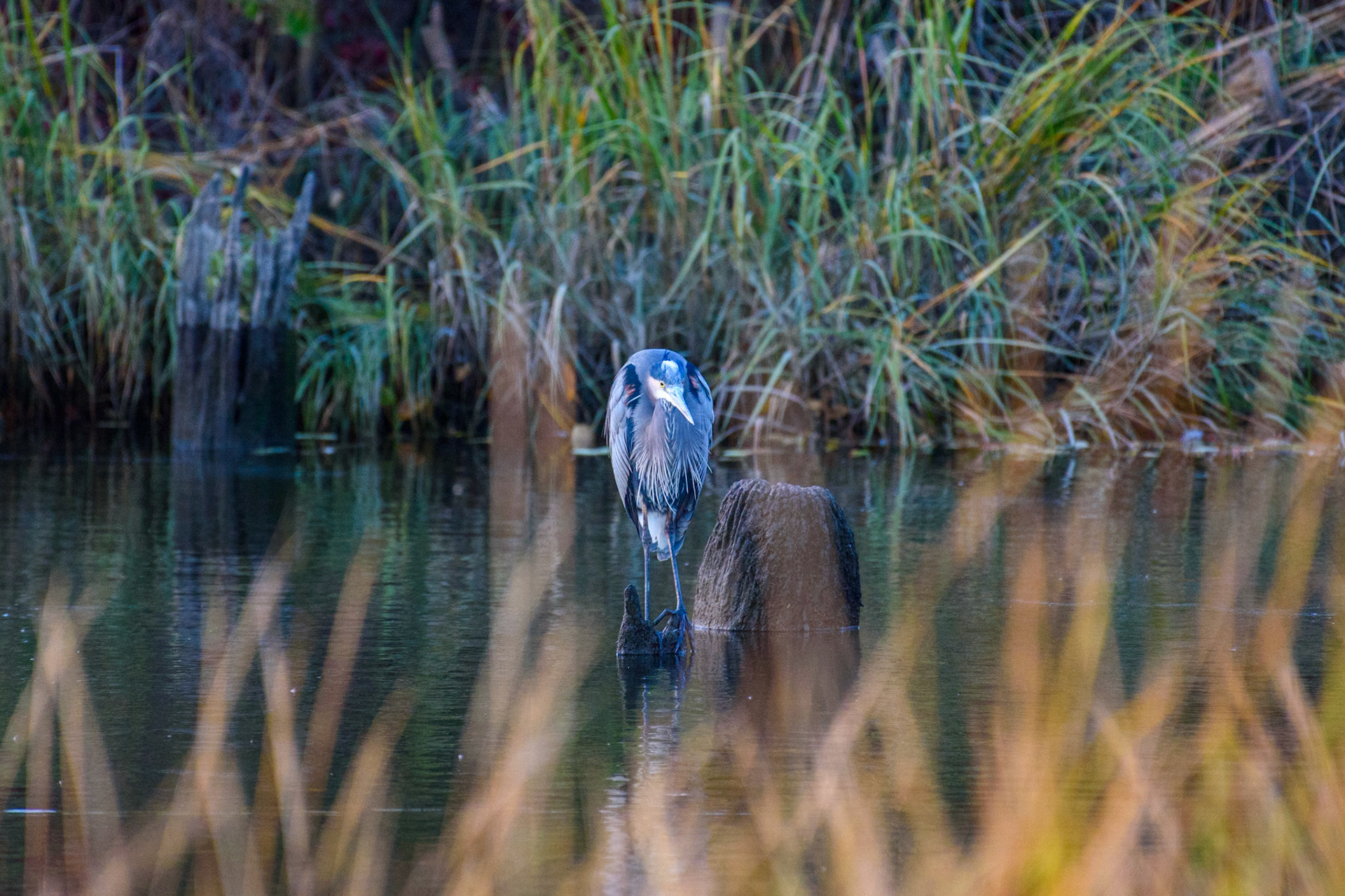 Great Blue Heron #3