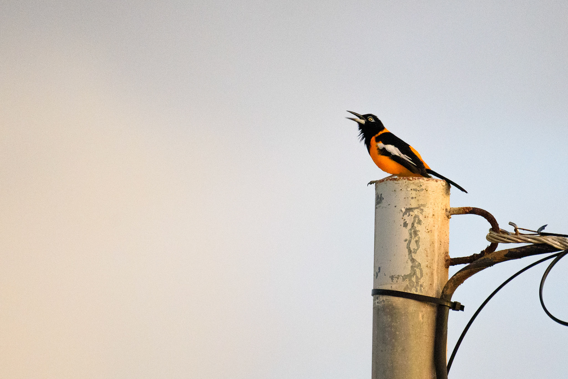 Venezuelan Troupial