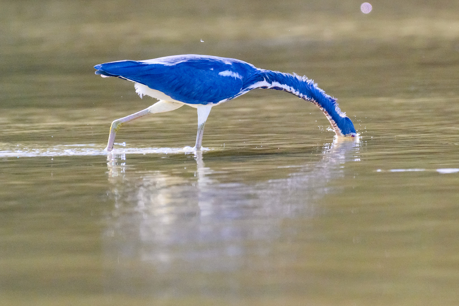 Tricolored Heron #1