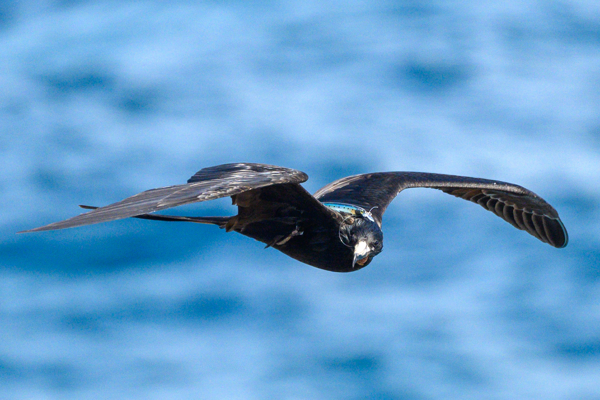 Magnificent Frigatebird, Fish-hooked #1