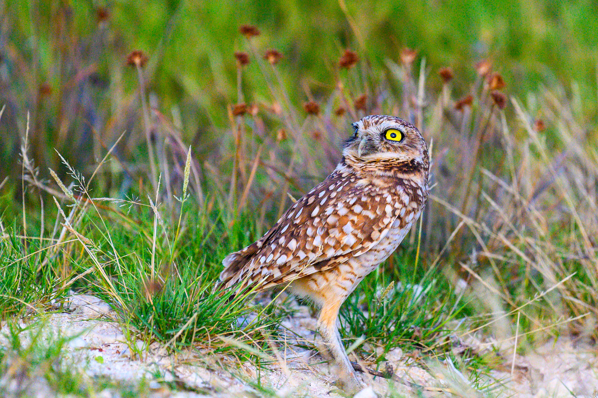 Burrowing Owl #2