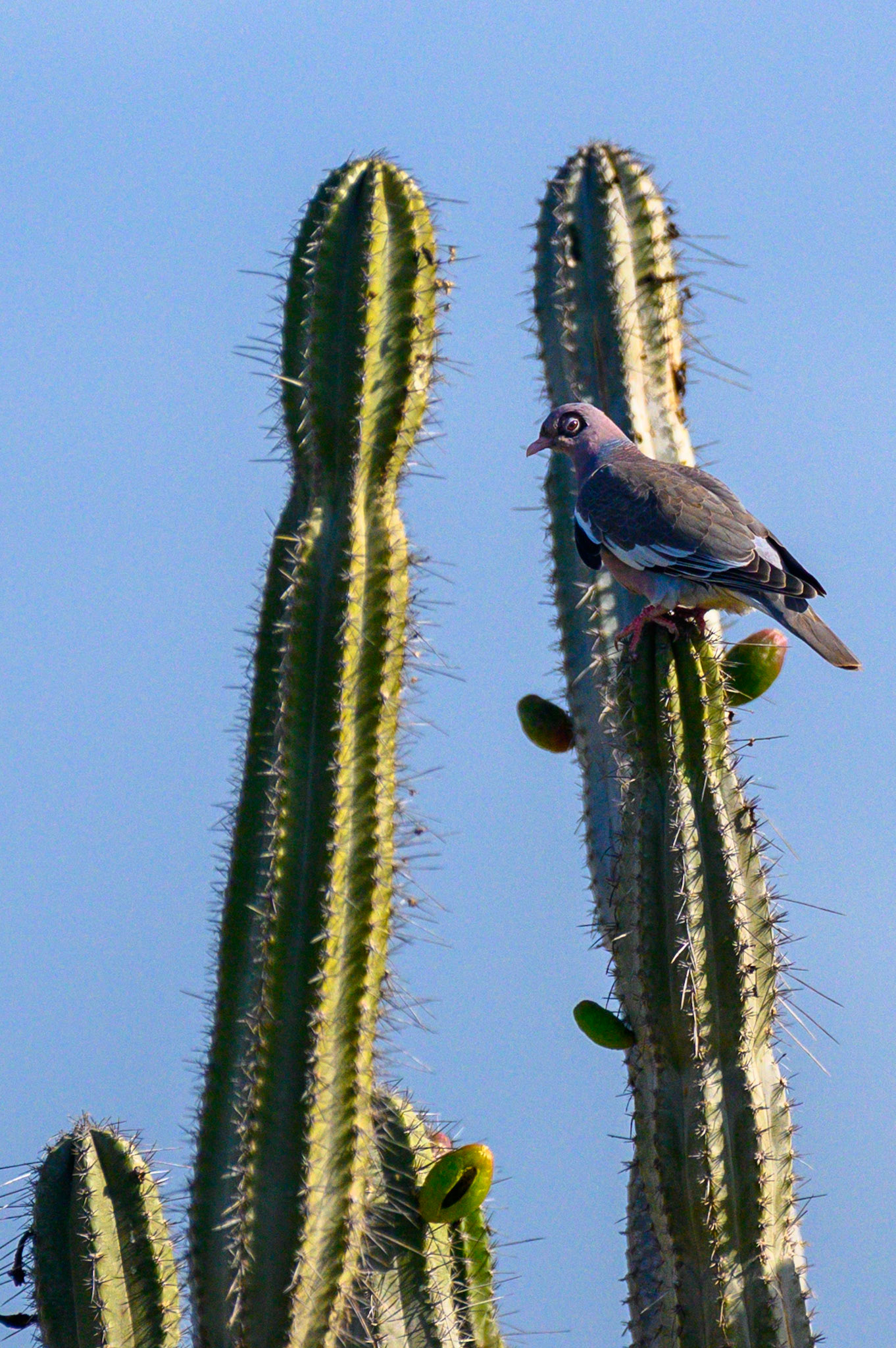 Barrow-Eyed Pigeon #2
