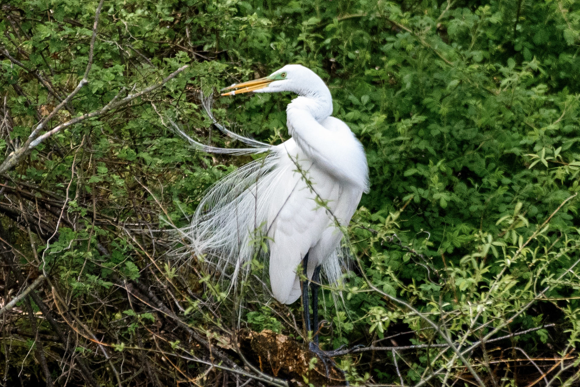 Great Egret #3
