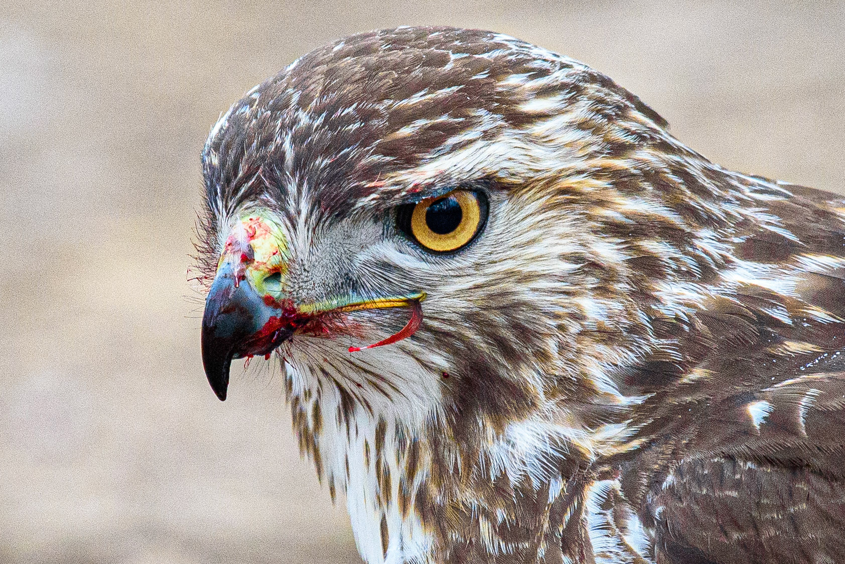 Red-Tail Hawk, Midmeal #1