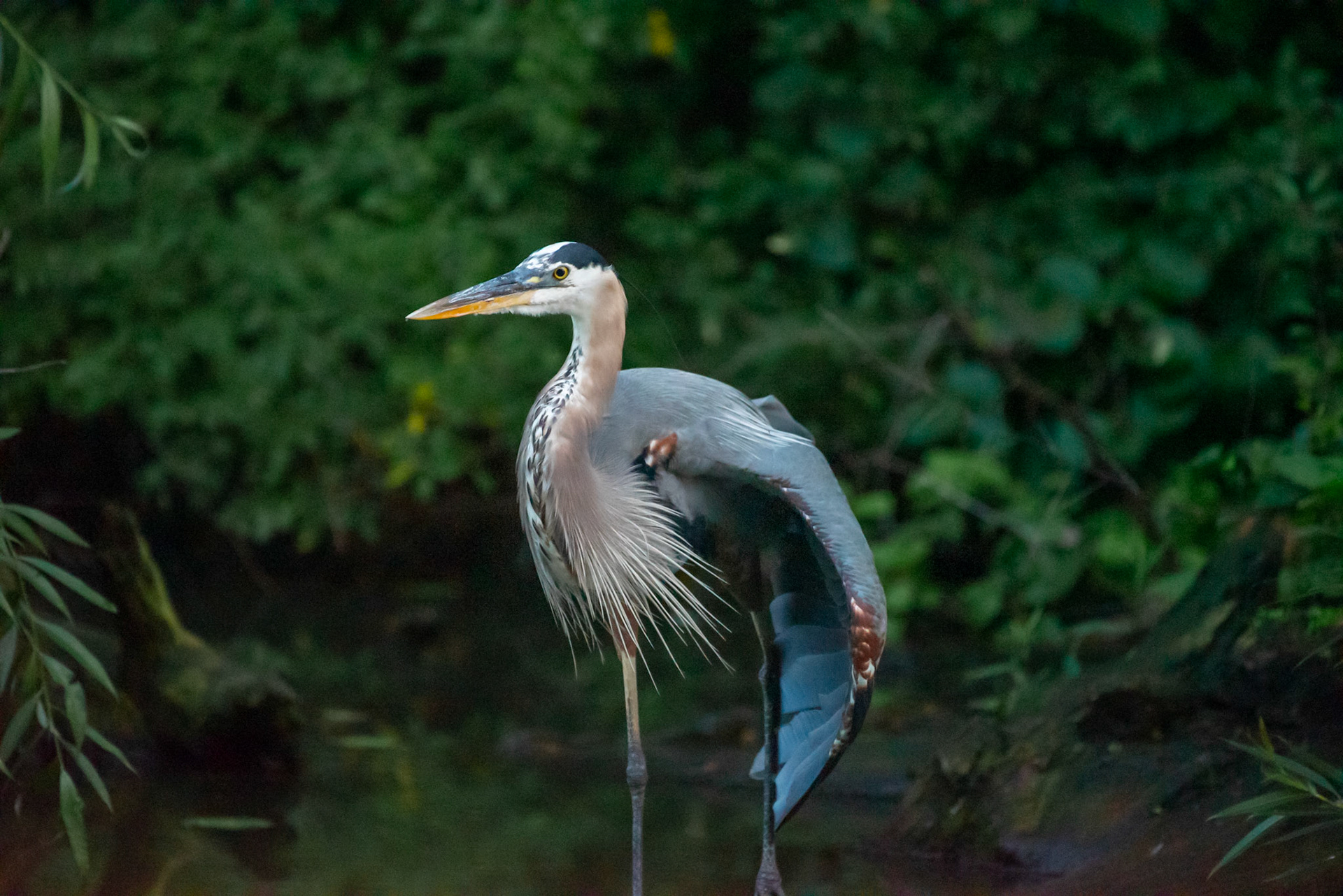 Great Blue Heron #1