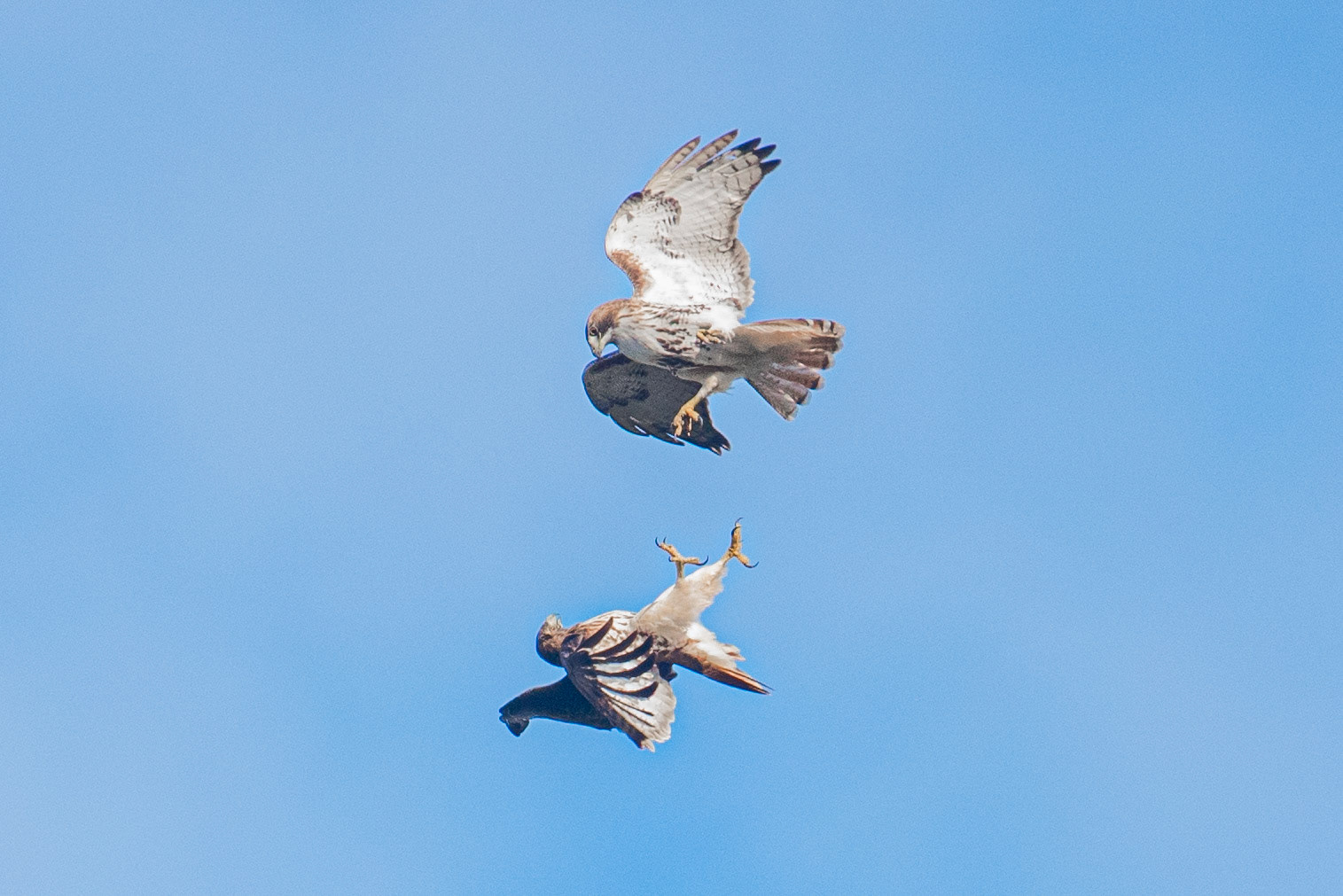 Red-Tail Hawks, The Mating Dance of Death