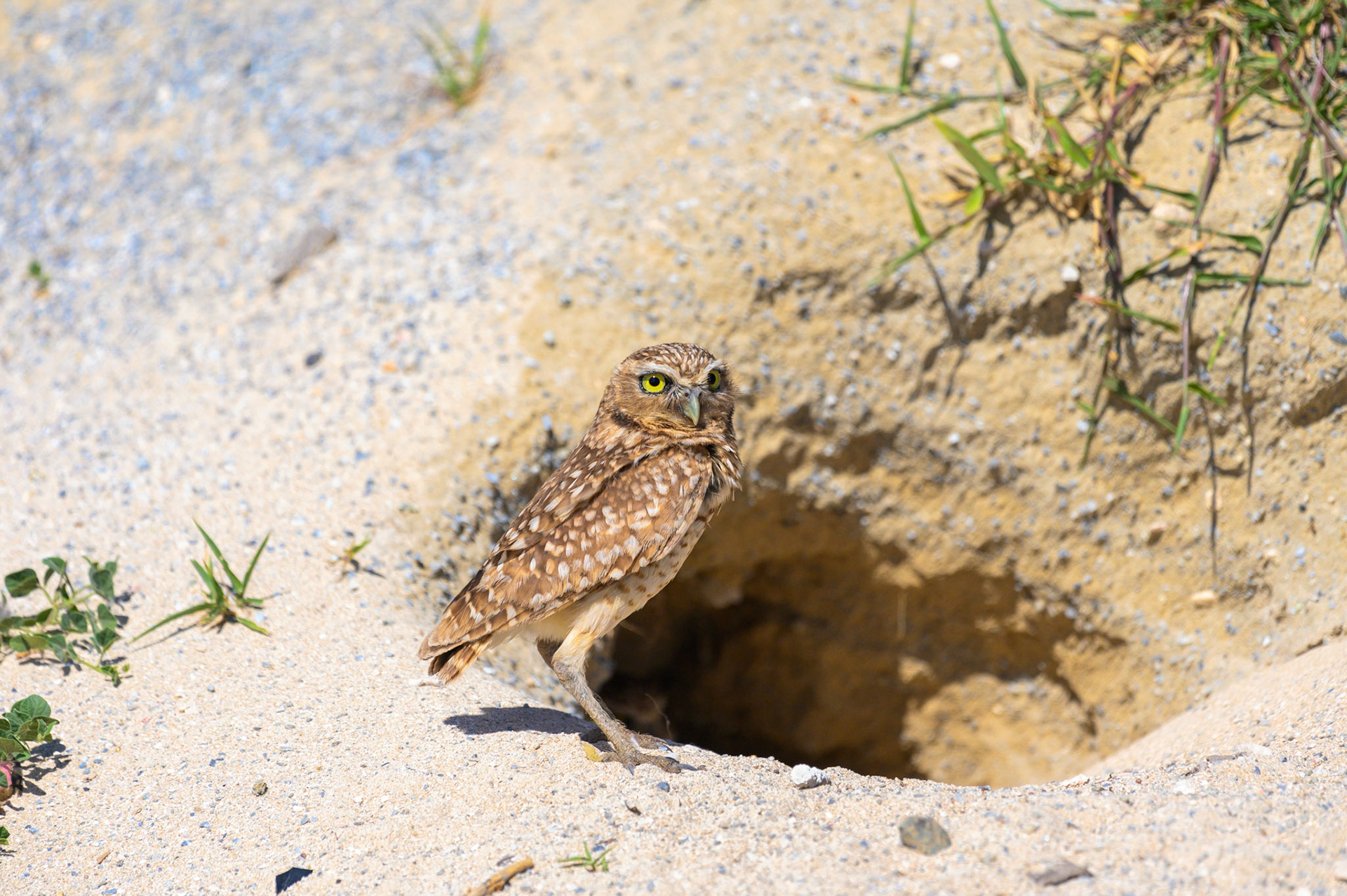 Burrowing Owl #4