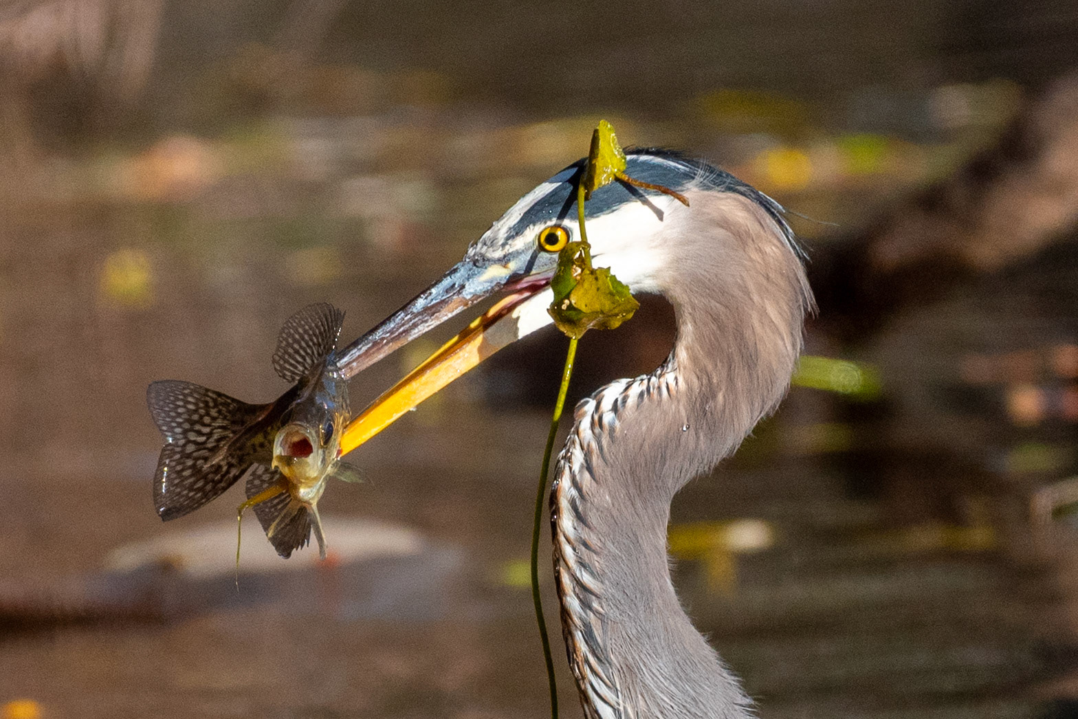 Great Blue Heron #5