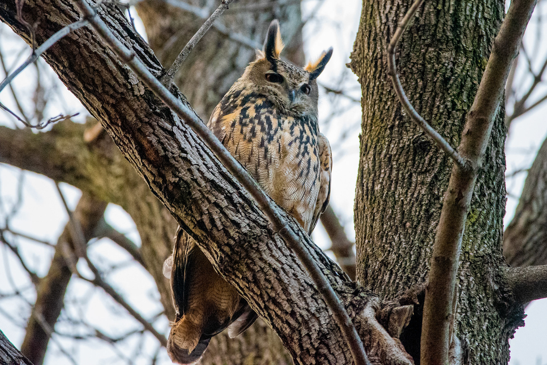 Flaco, The Eurasian Eagle Owl