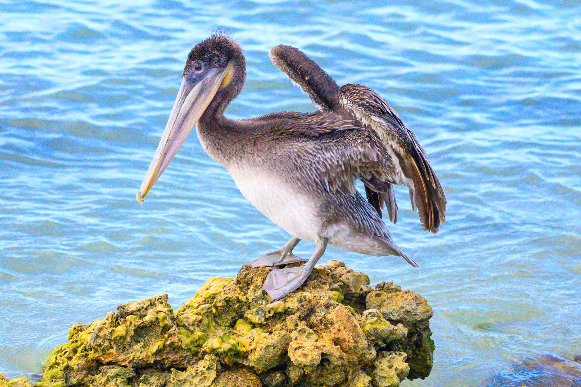 Brown Pelican #6