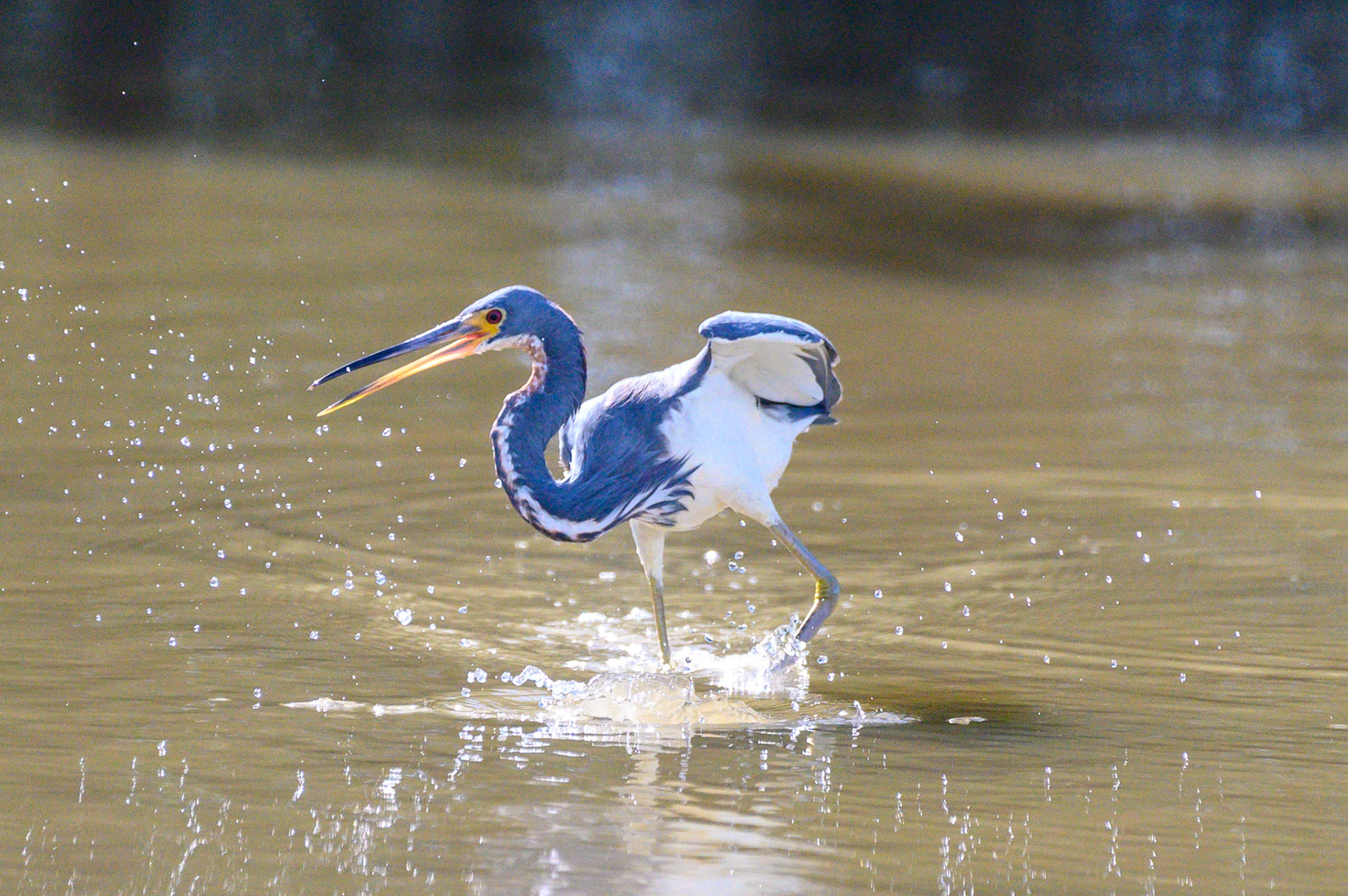 Tricolored Heron #2