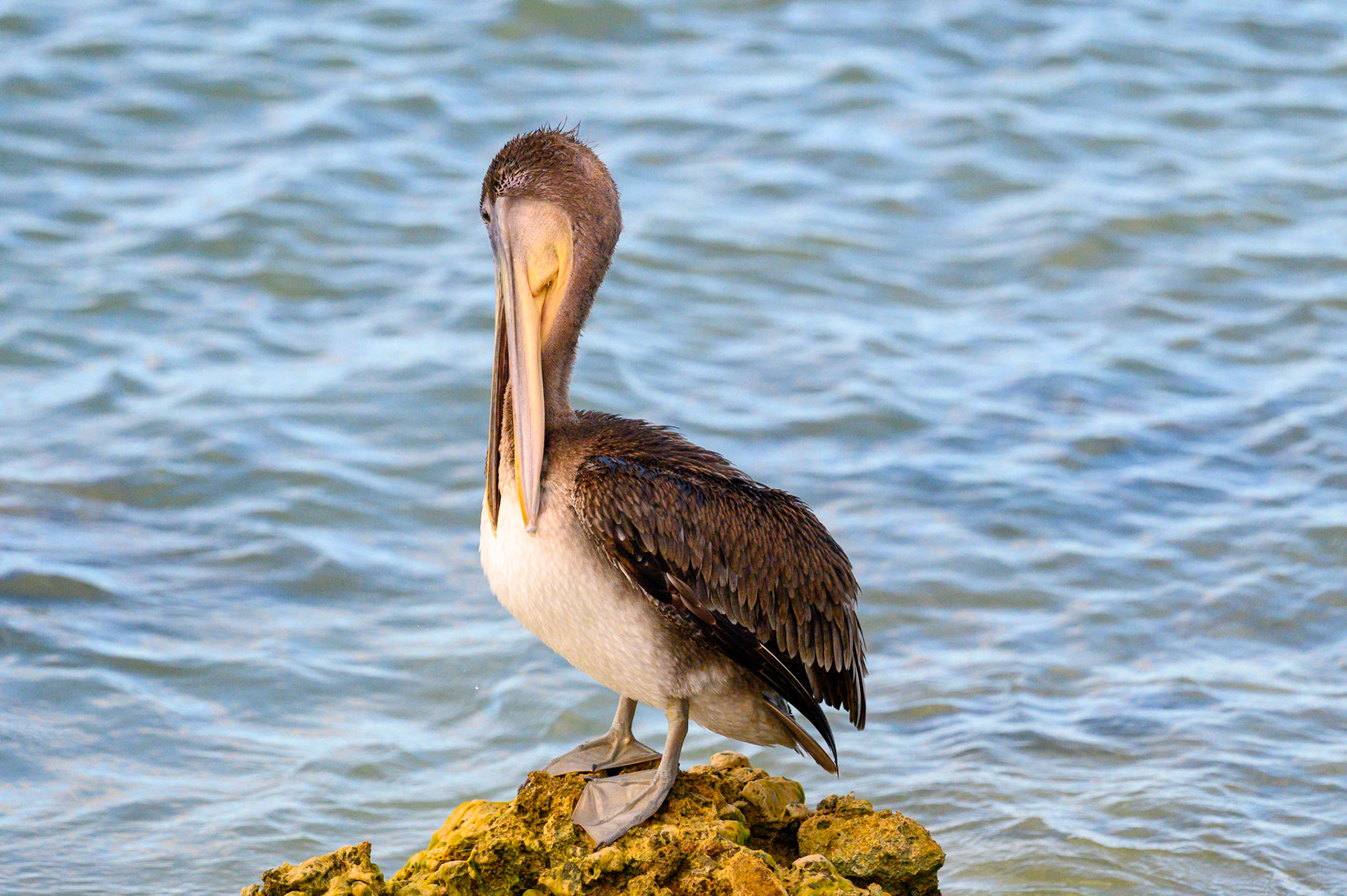 Brown Pelican #5