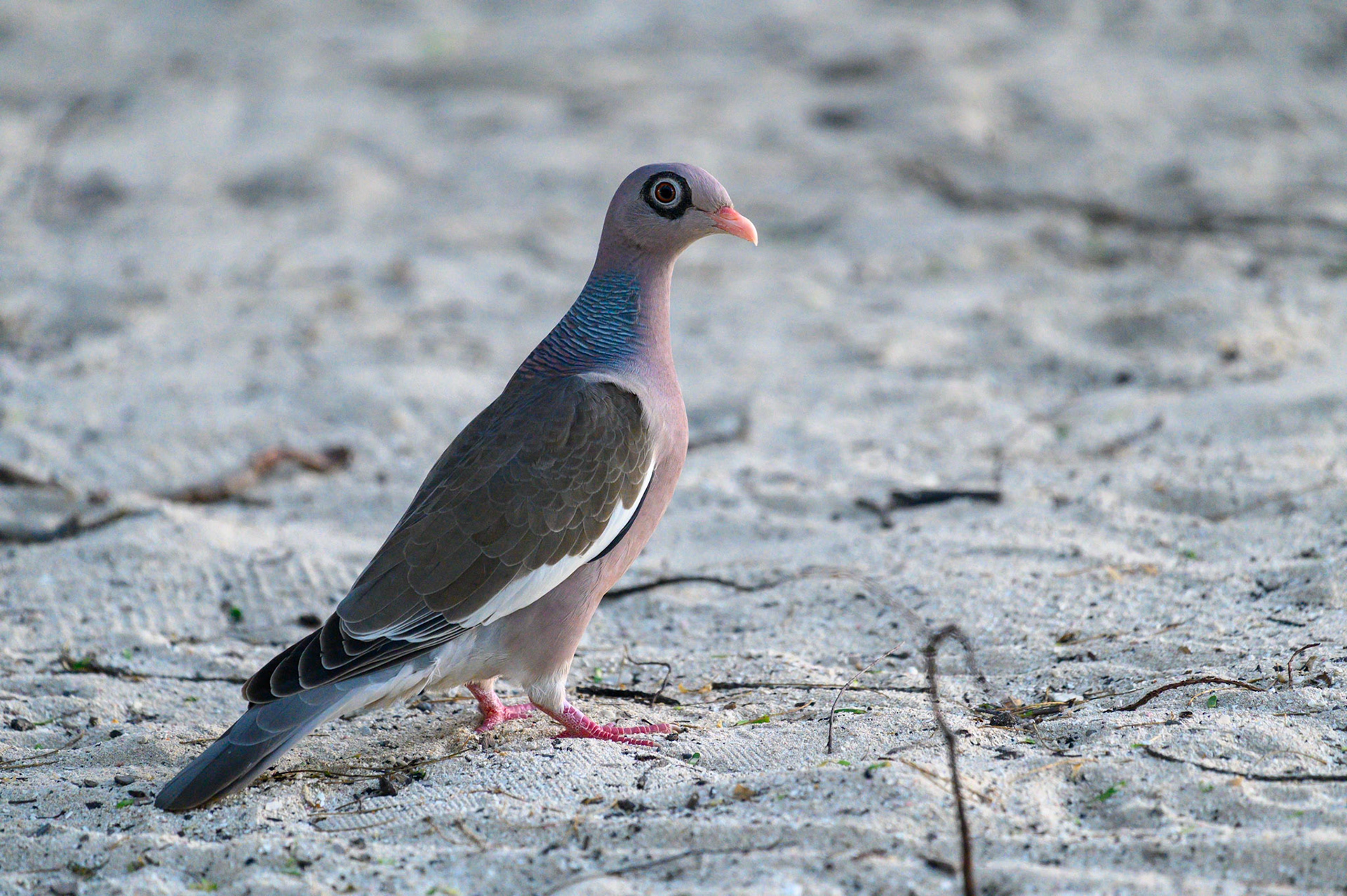 Barrow-Eyed Pigeon #1