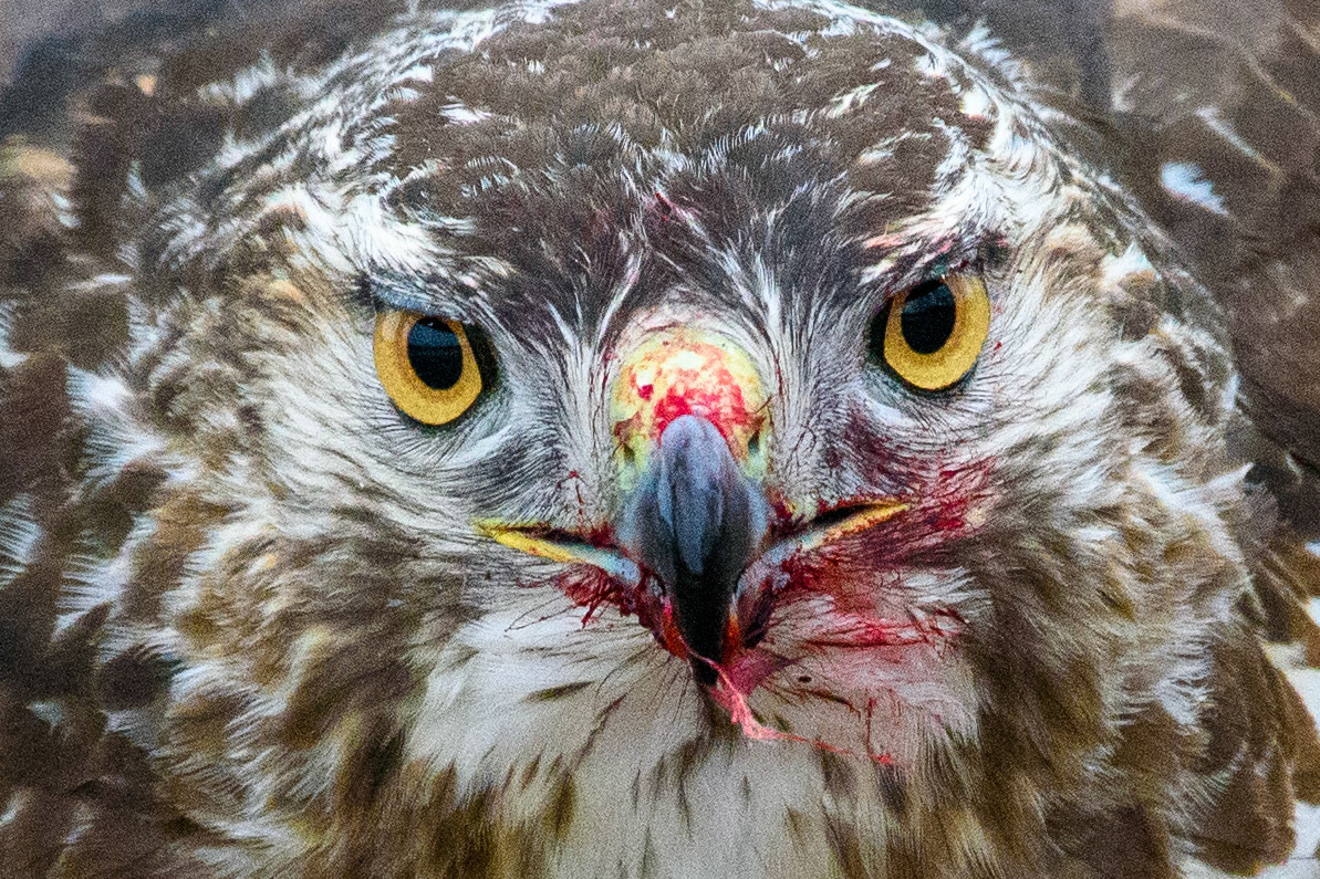 Red-Tail Hawk, Midmeal #2