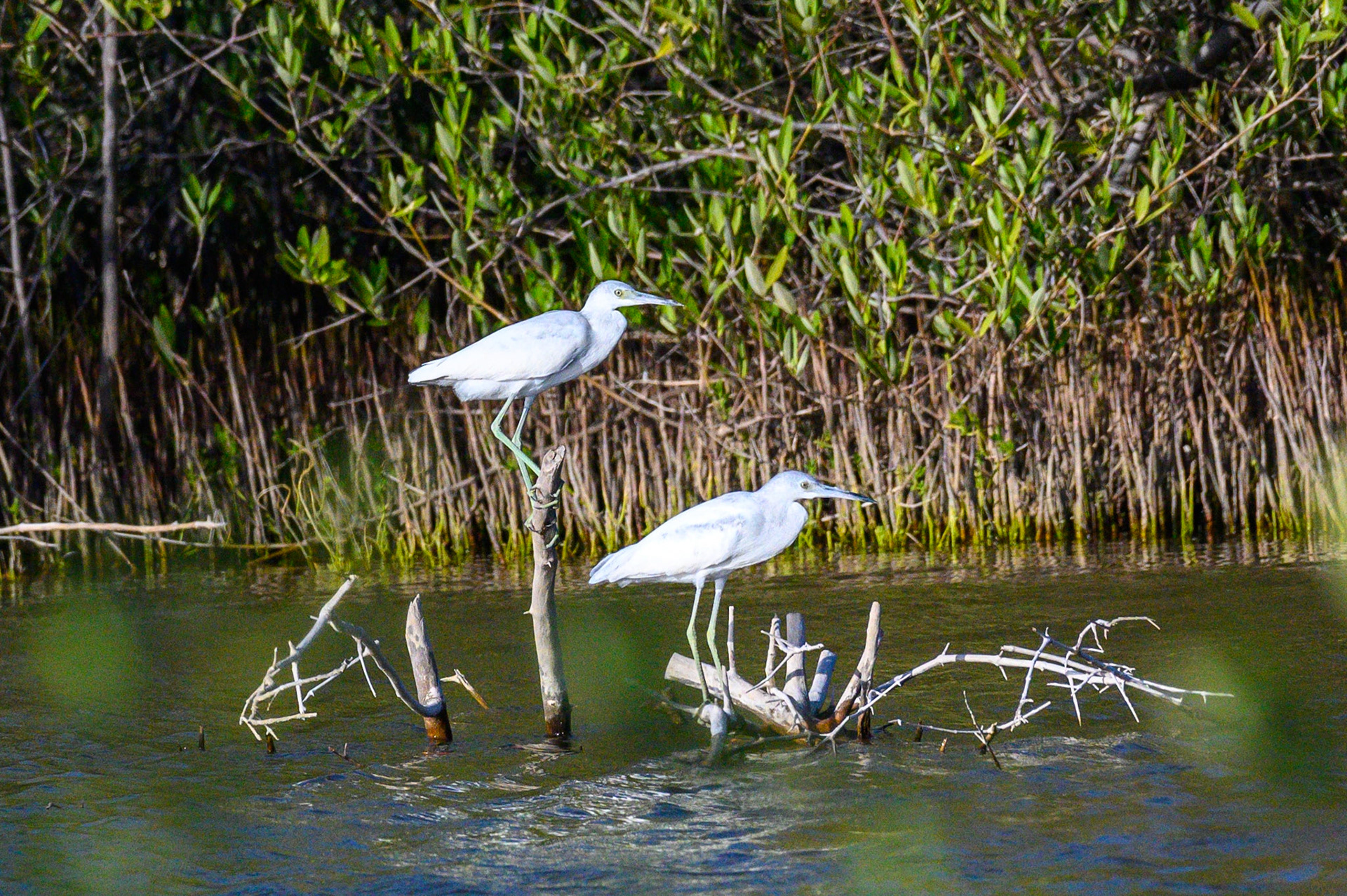 Juvenile Egrets