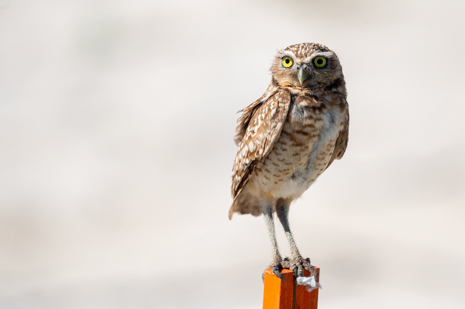 Burrowing Owl #1
