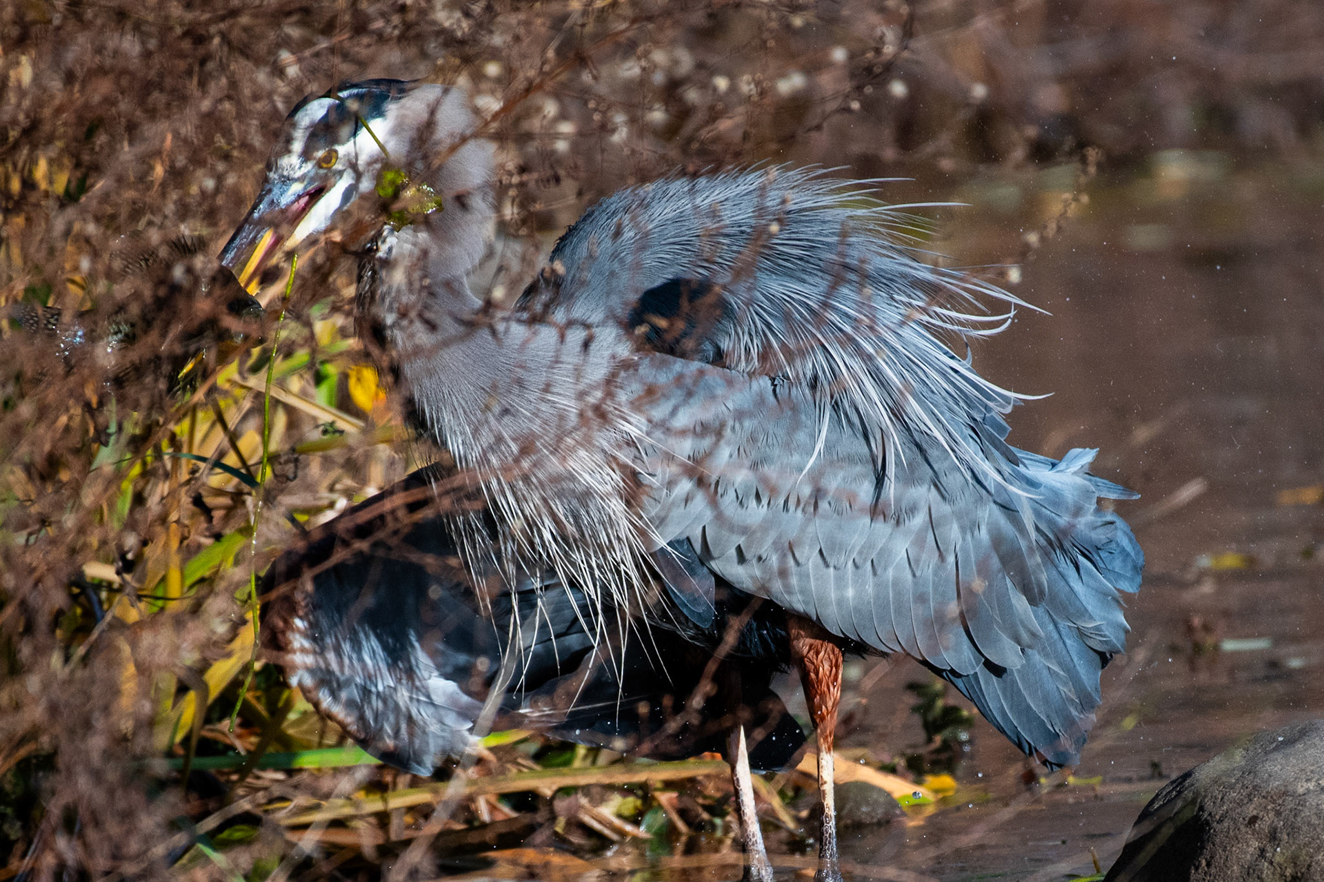 Great Blue Heron #4