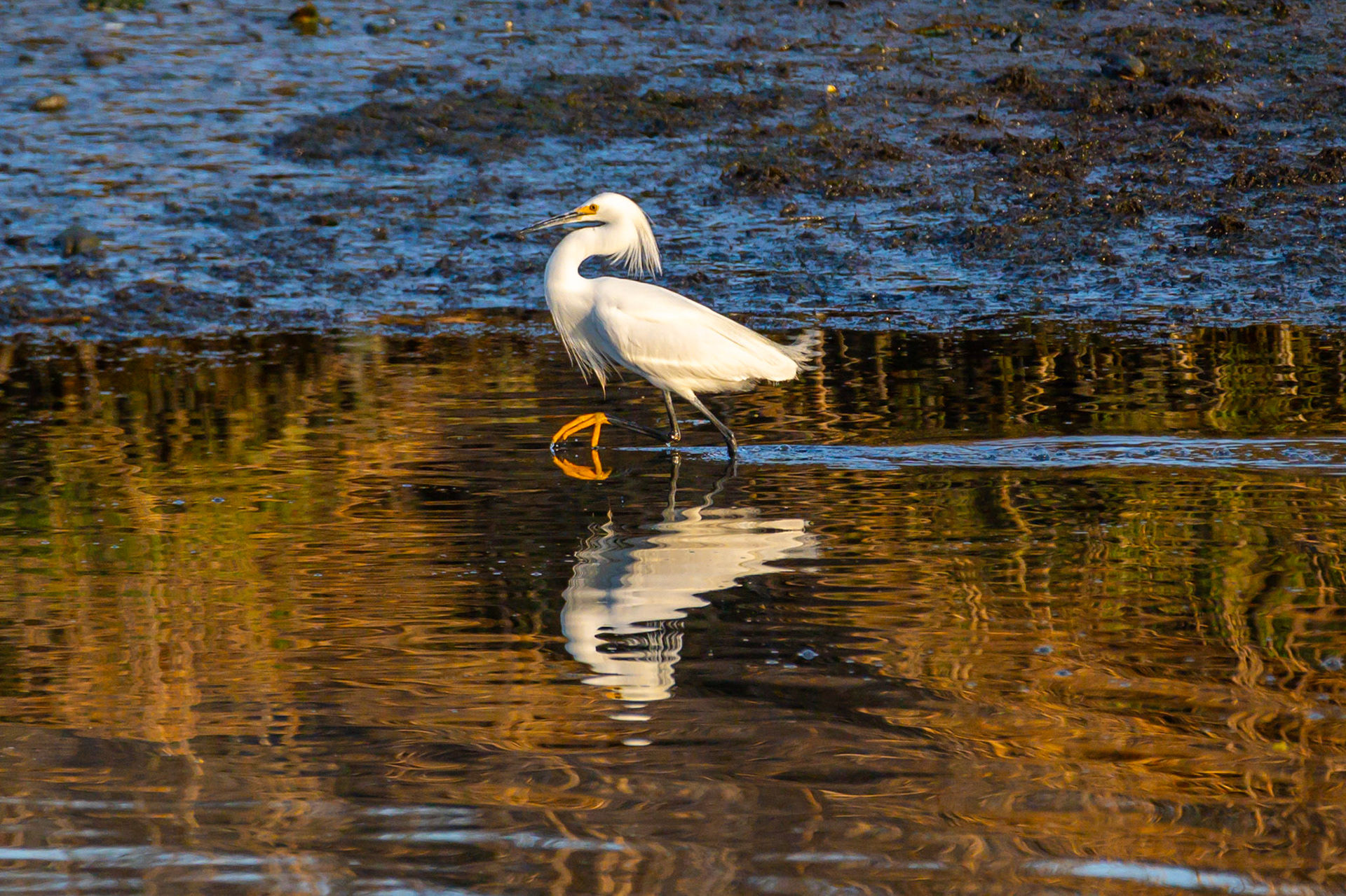 Great Egret#1