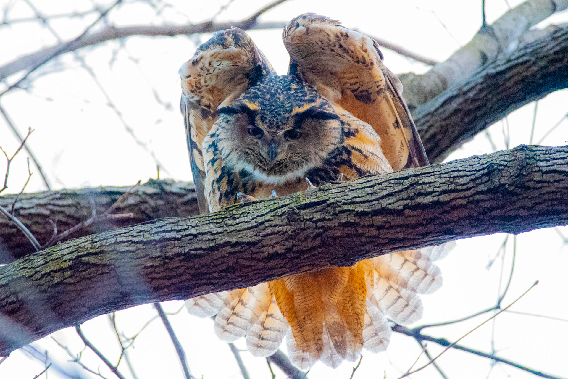 Flaco, The Eurasian Eagle Owl #2