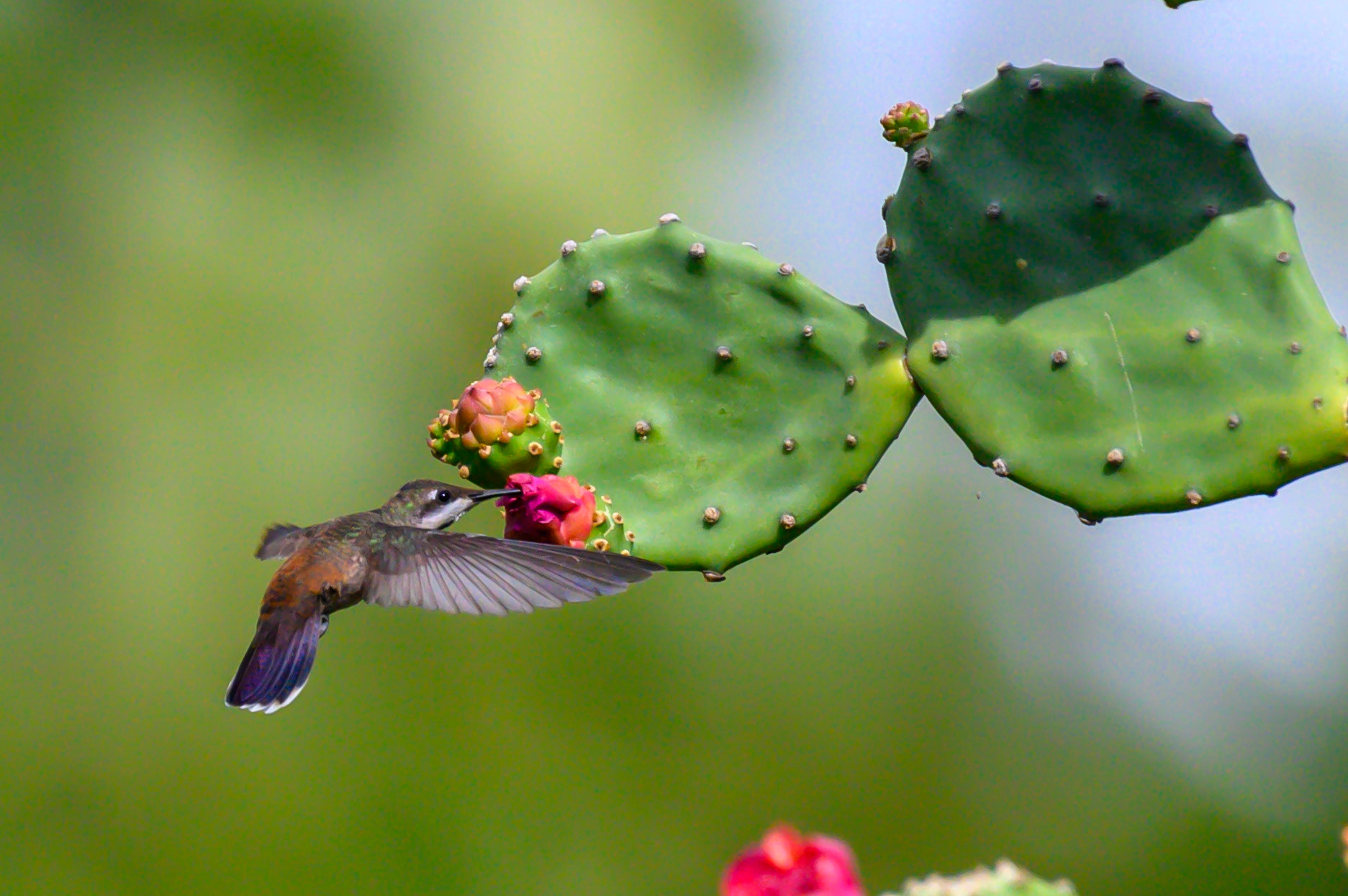 Ruby-Topaz Hummingbird