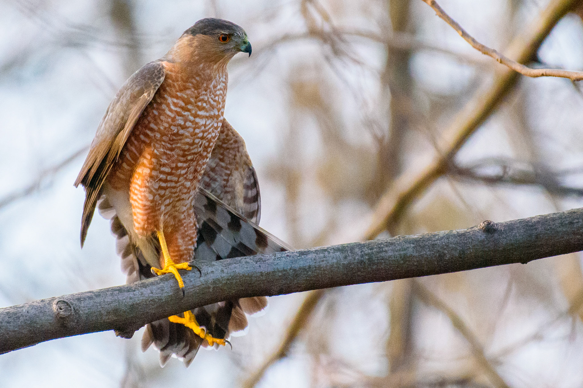 Cooper's Hawk