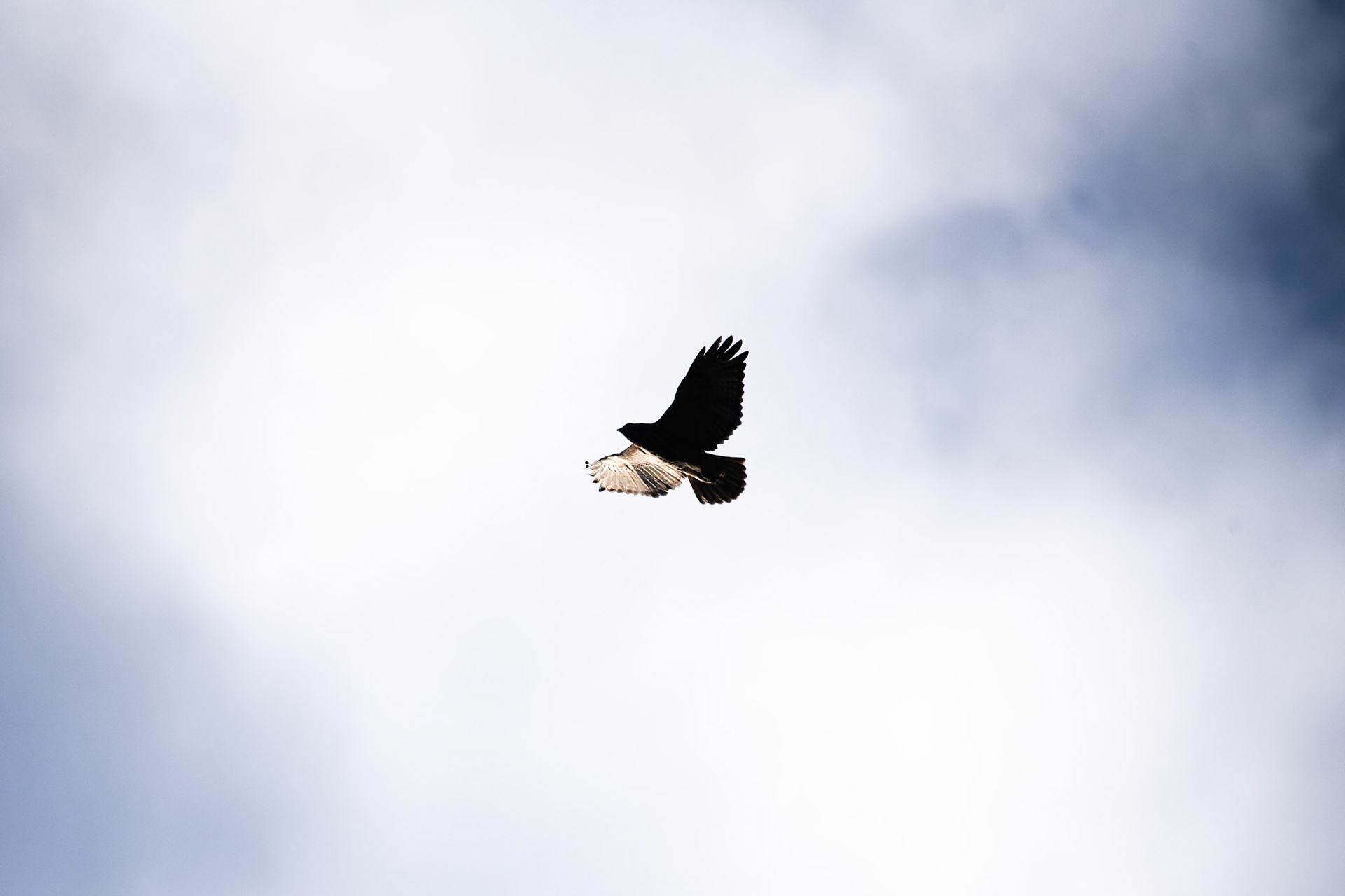 Red Tail Hawk Silhouette