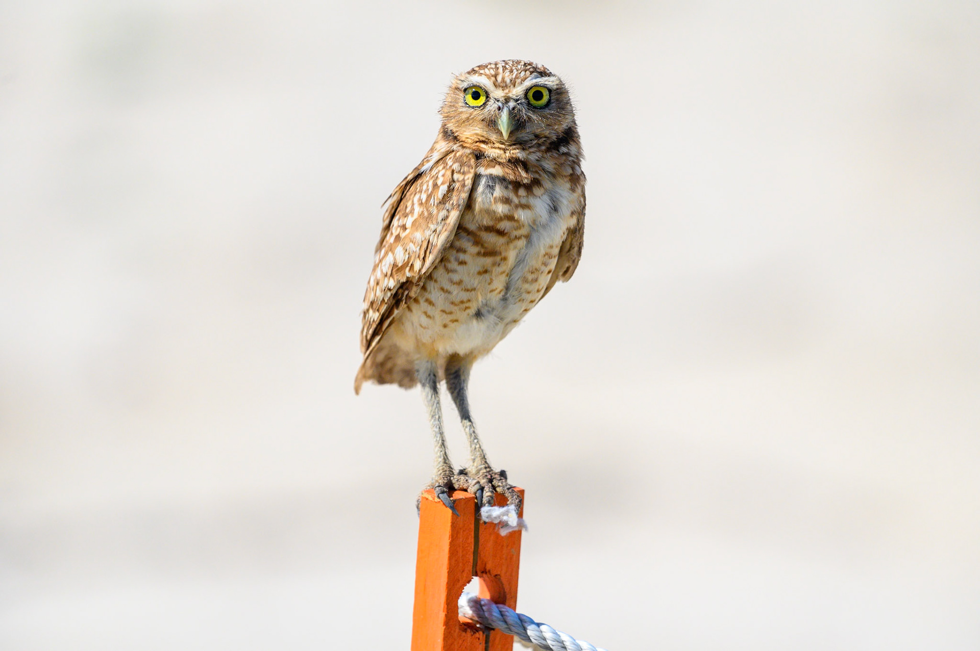 Burrowing Owl #3