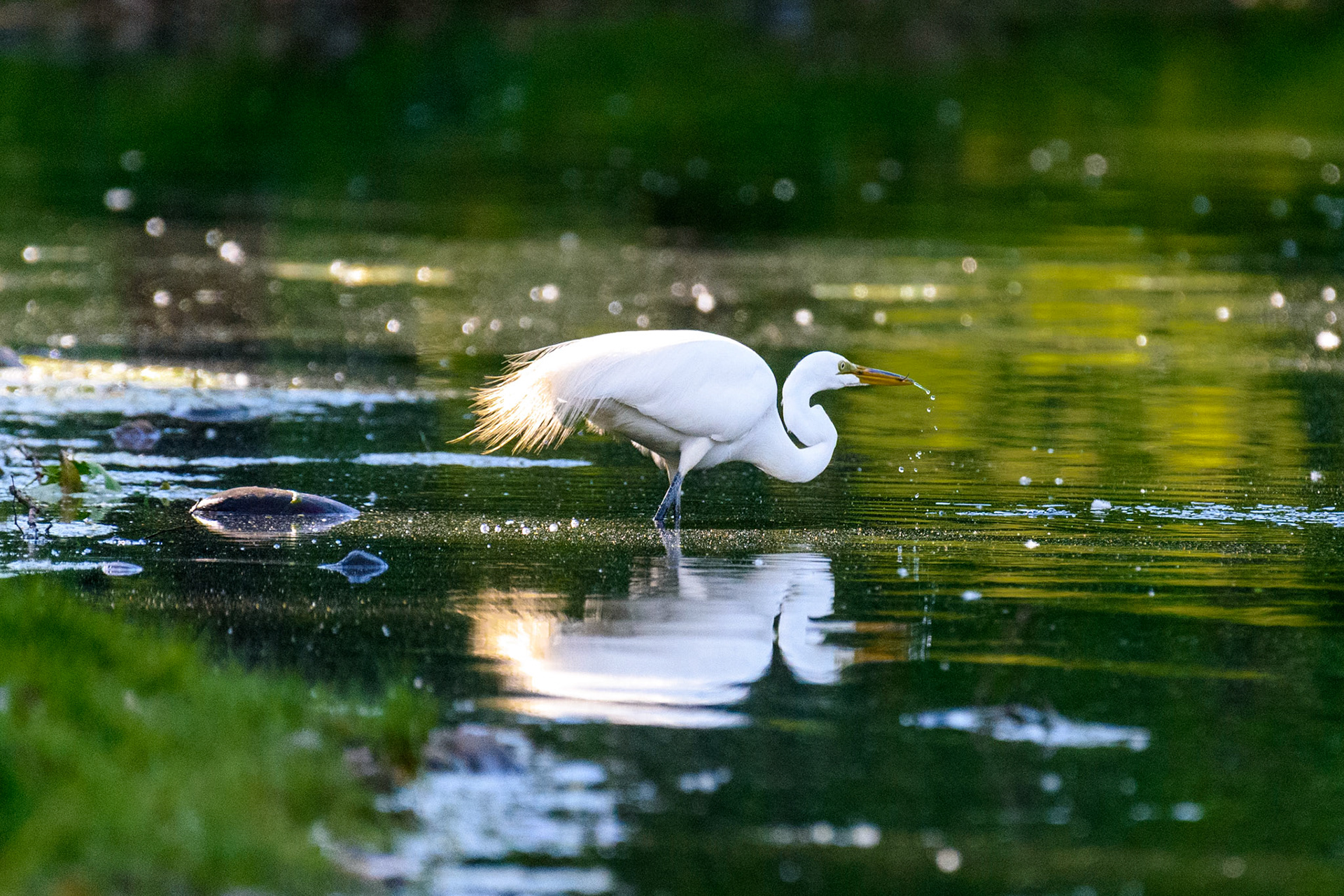 Great Egret #2