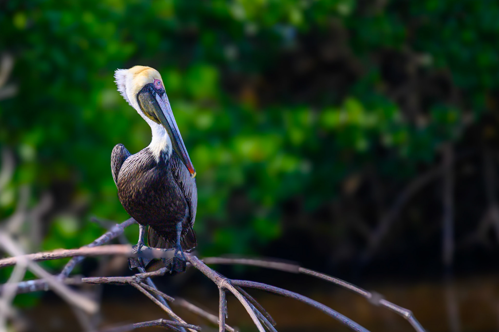 Brown Pelican #1