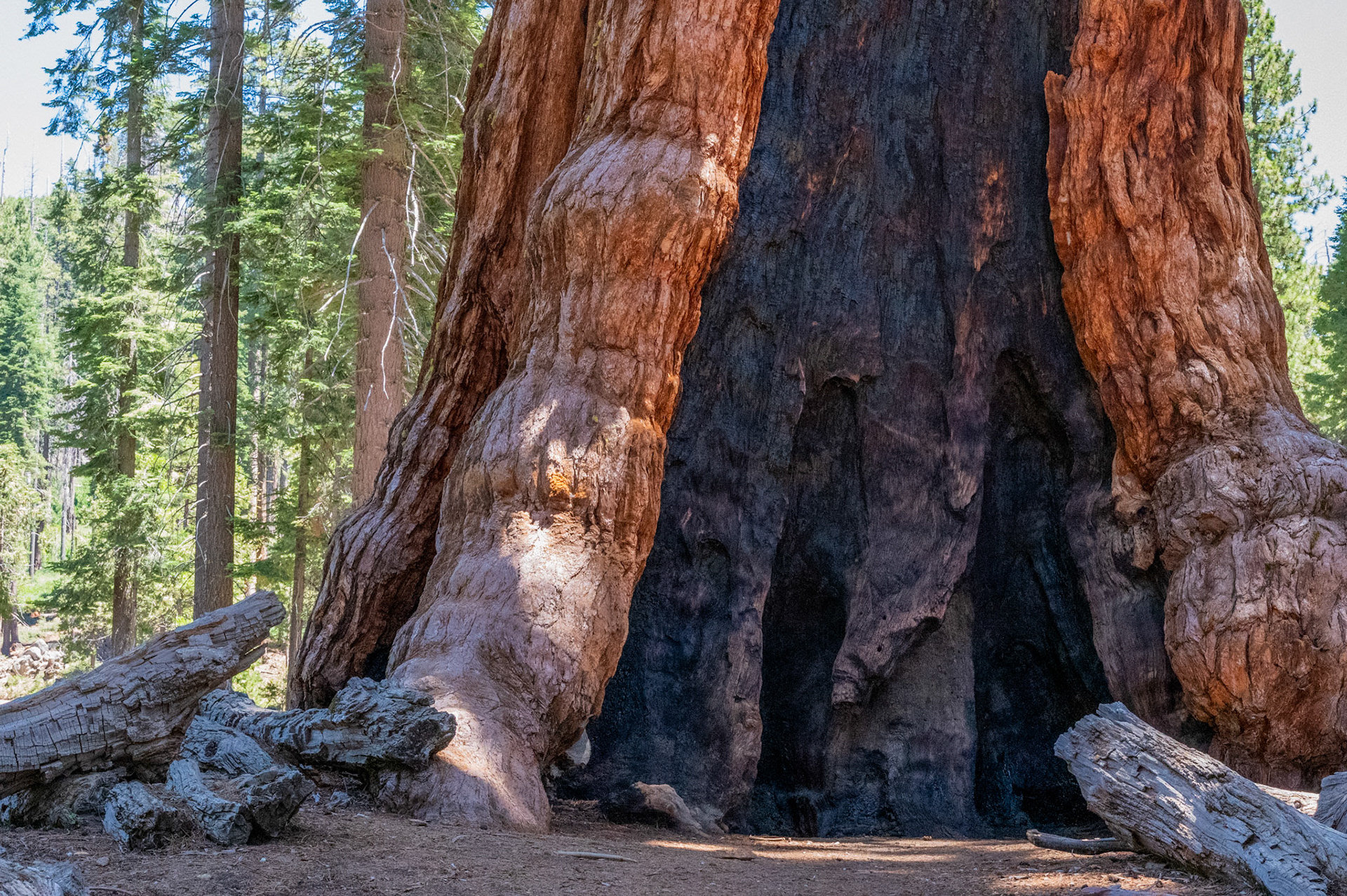 Grizzly Giant, Mariposa Grove