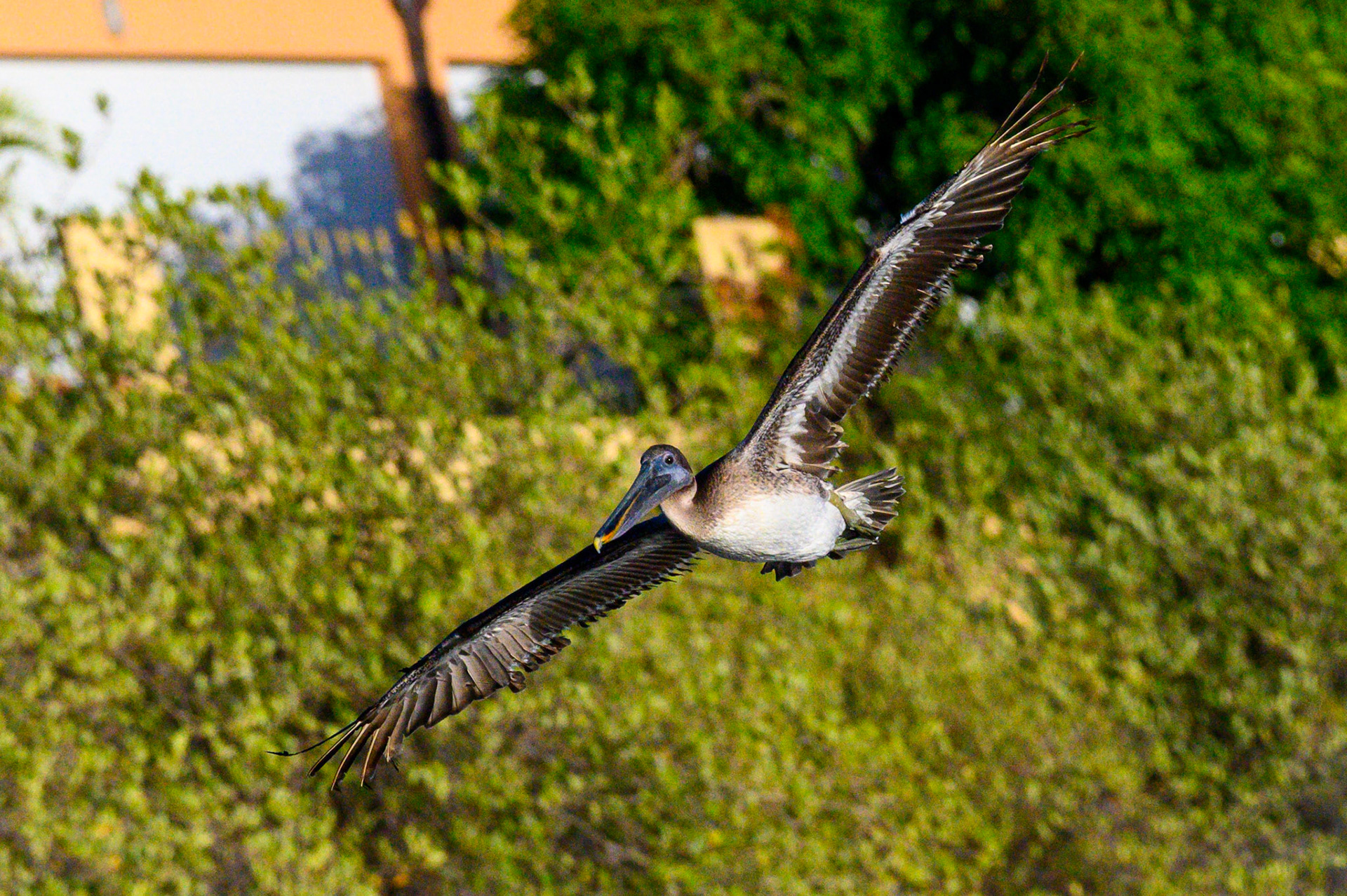 Brown Pelican #2