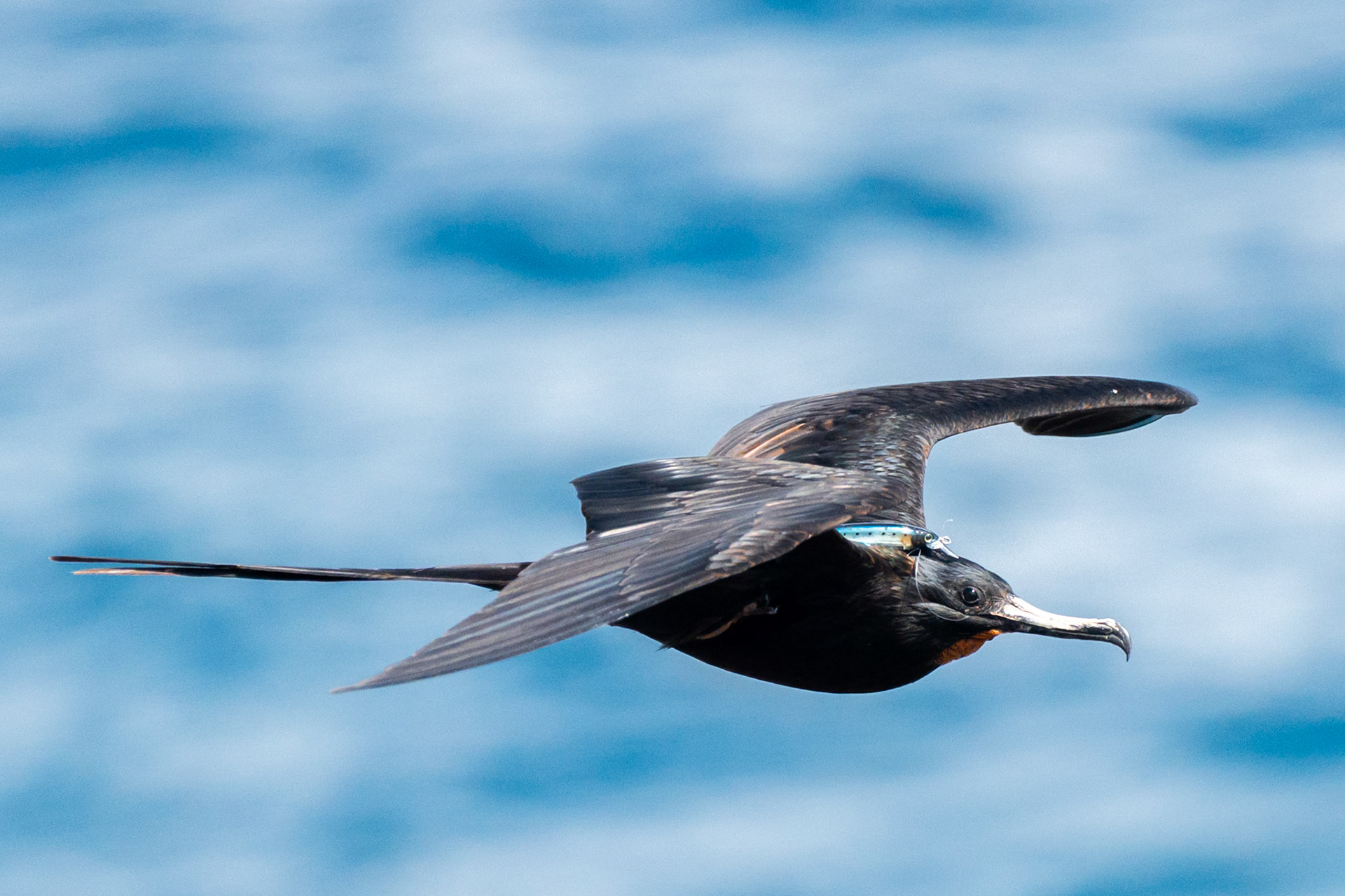 Magnificent Frigatebird, Fish-hooked #2