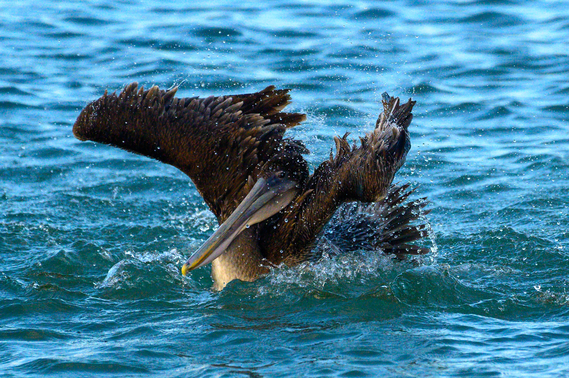 Brown Pelican #4