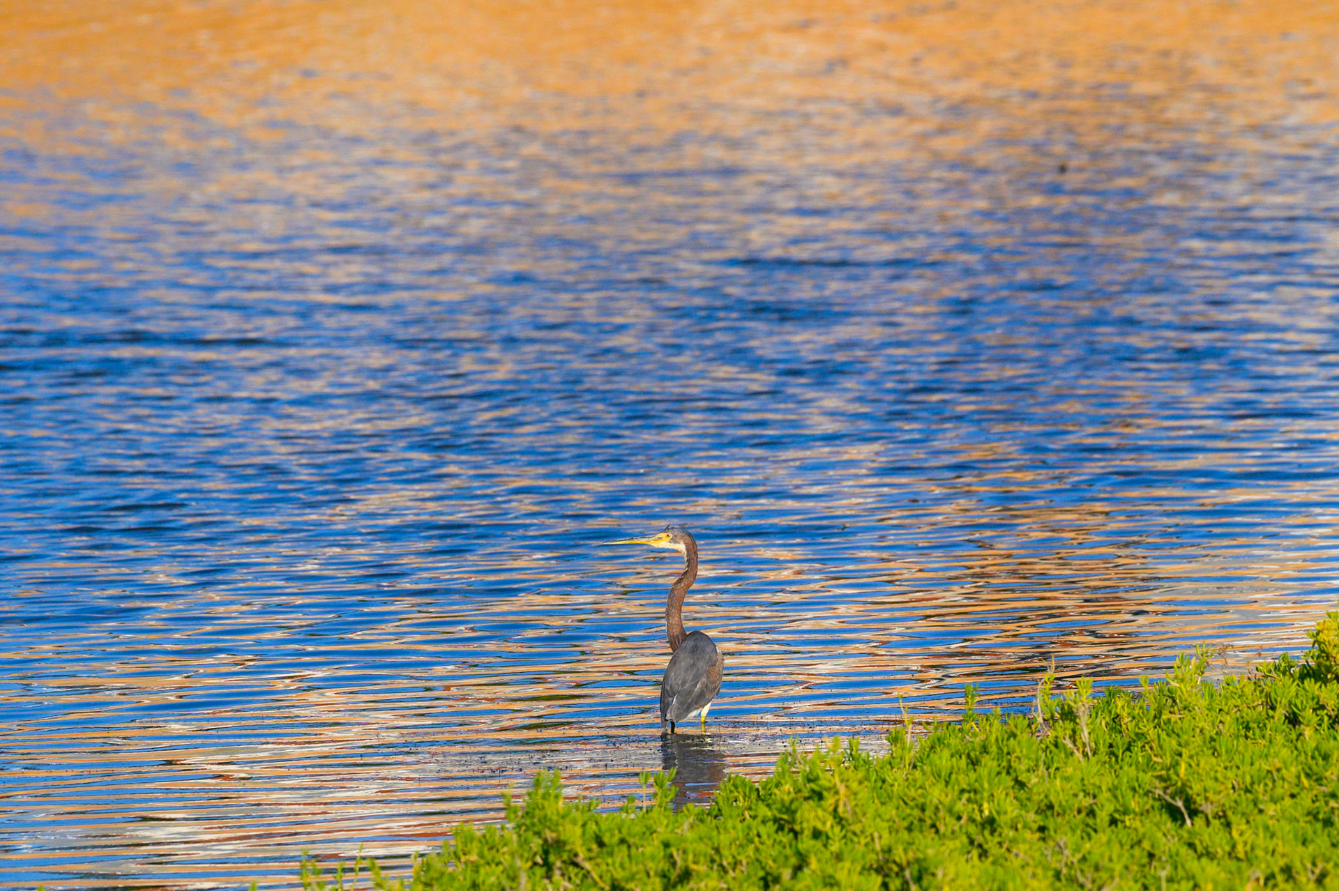 Tricolored Heron #3