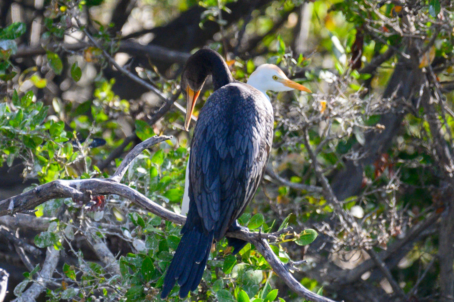 Hydra (Cormorant/Egret