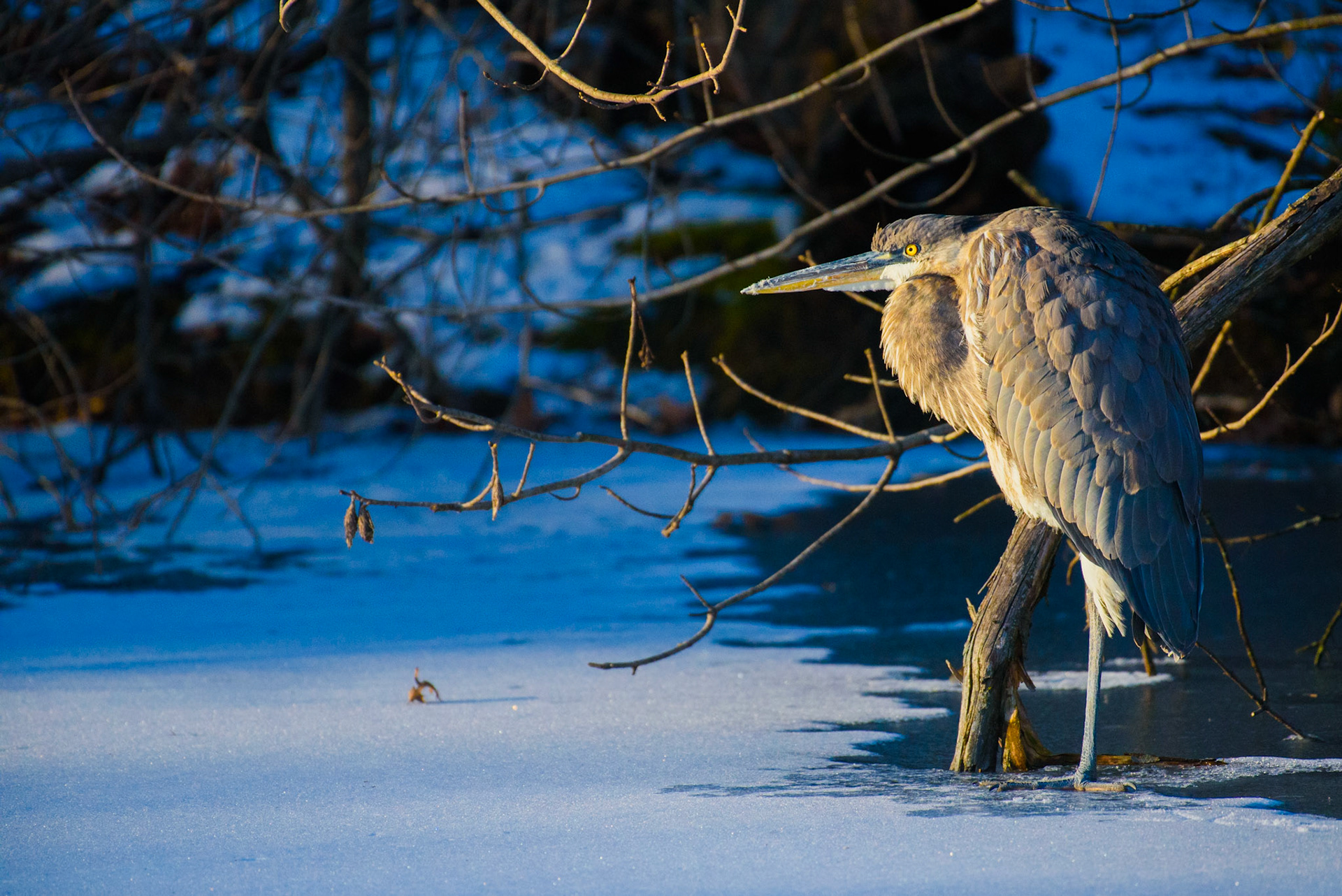 Great Blue Heron #2
