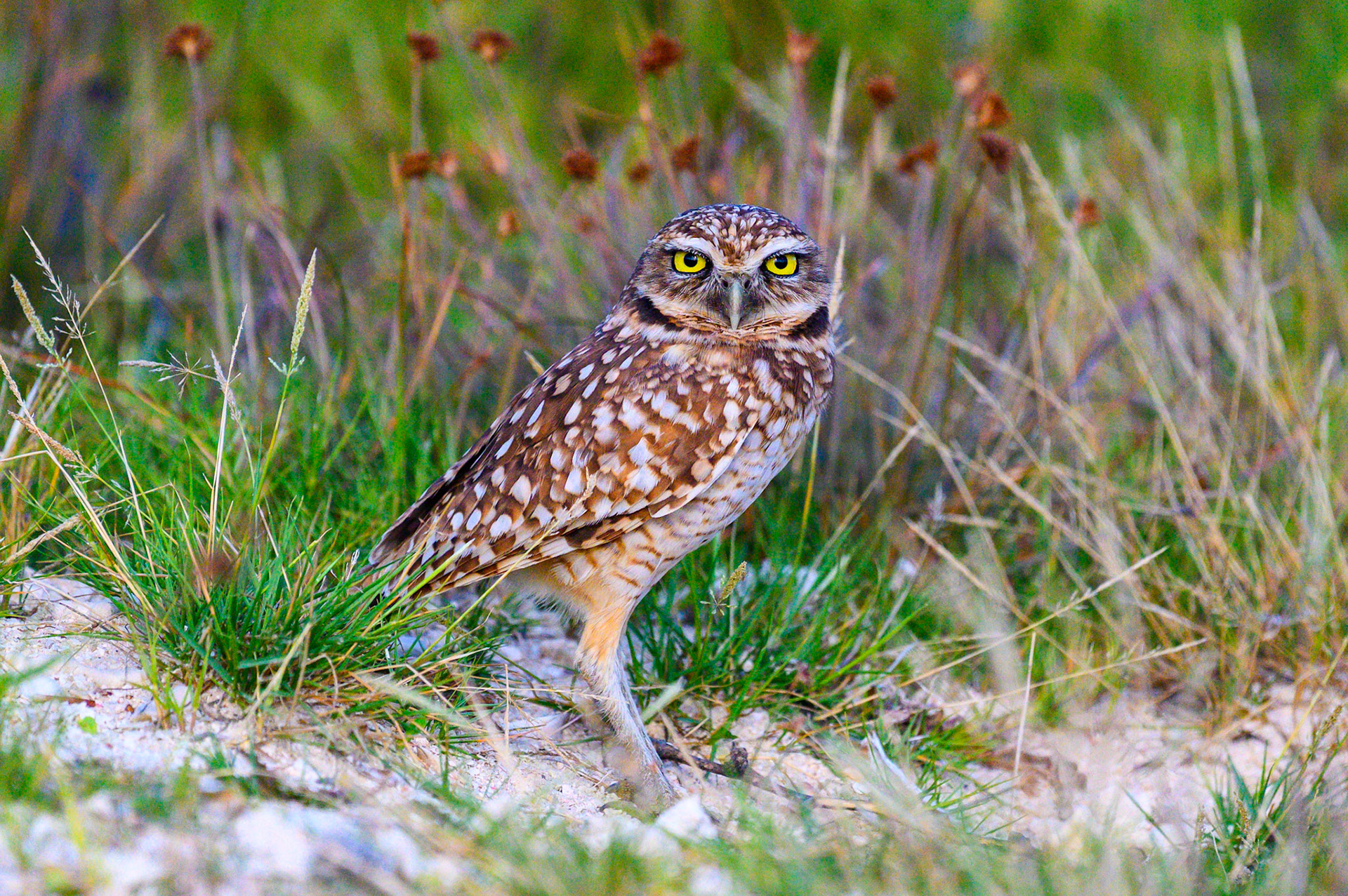 Burrowing Owl #5