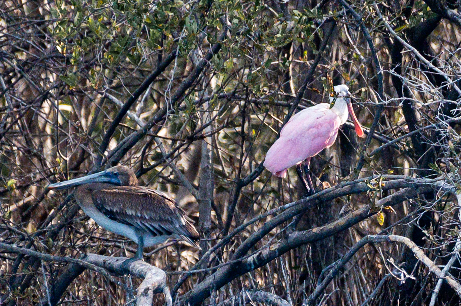 Brown Pelican, Roseate Spoonbill, Juxtaposed