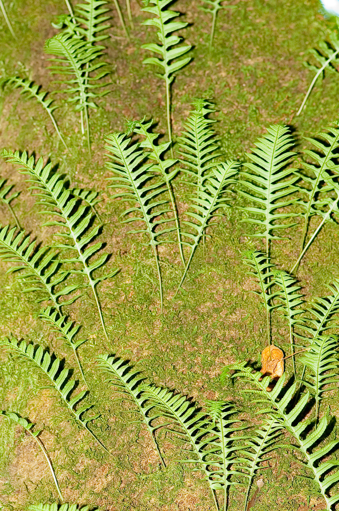 Ferns Growing Out of Tree Trunks