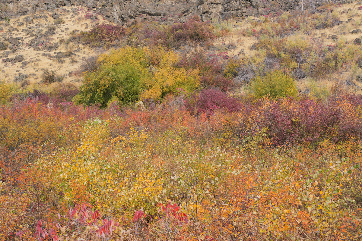 19-Cowiche Canyon, Yakima