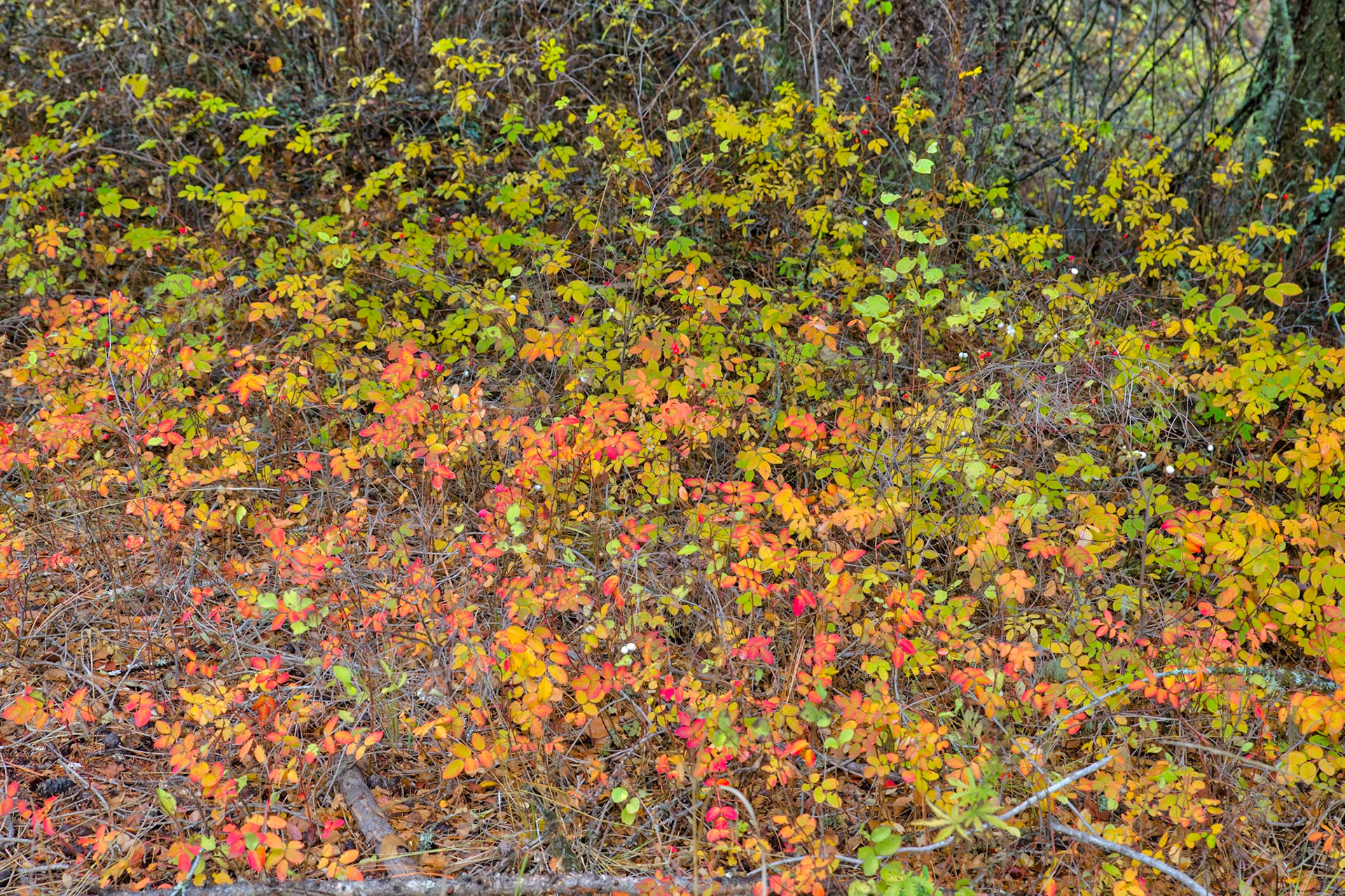 Autumn Texture-11, Rattlesnake National Recreation Area, Western Montana