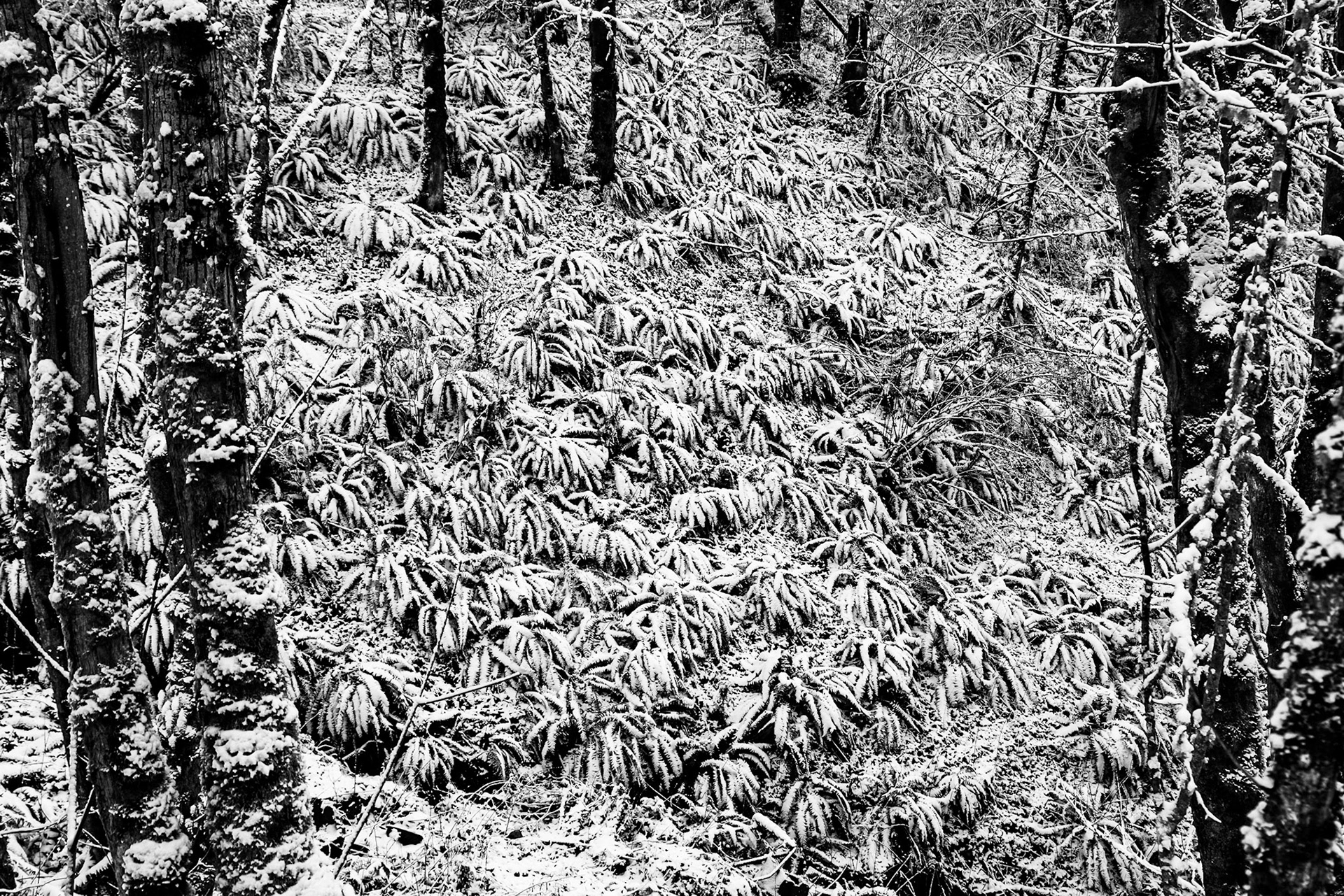 Ferns in the forest