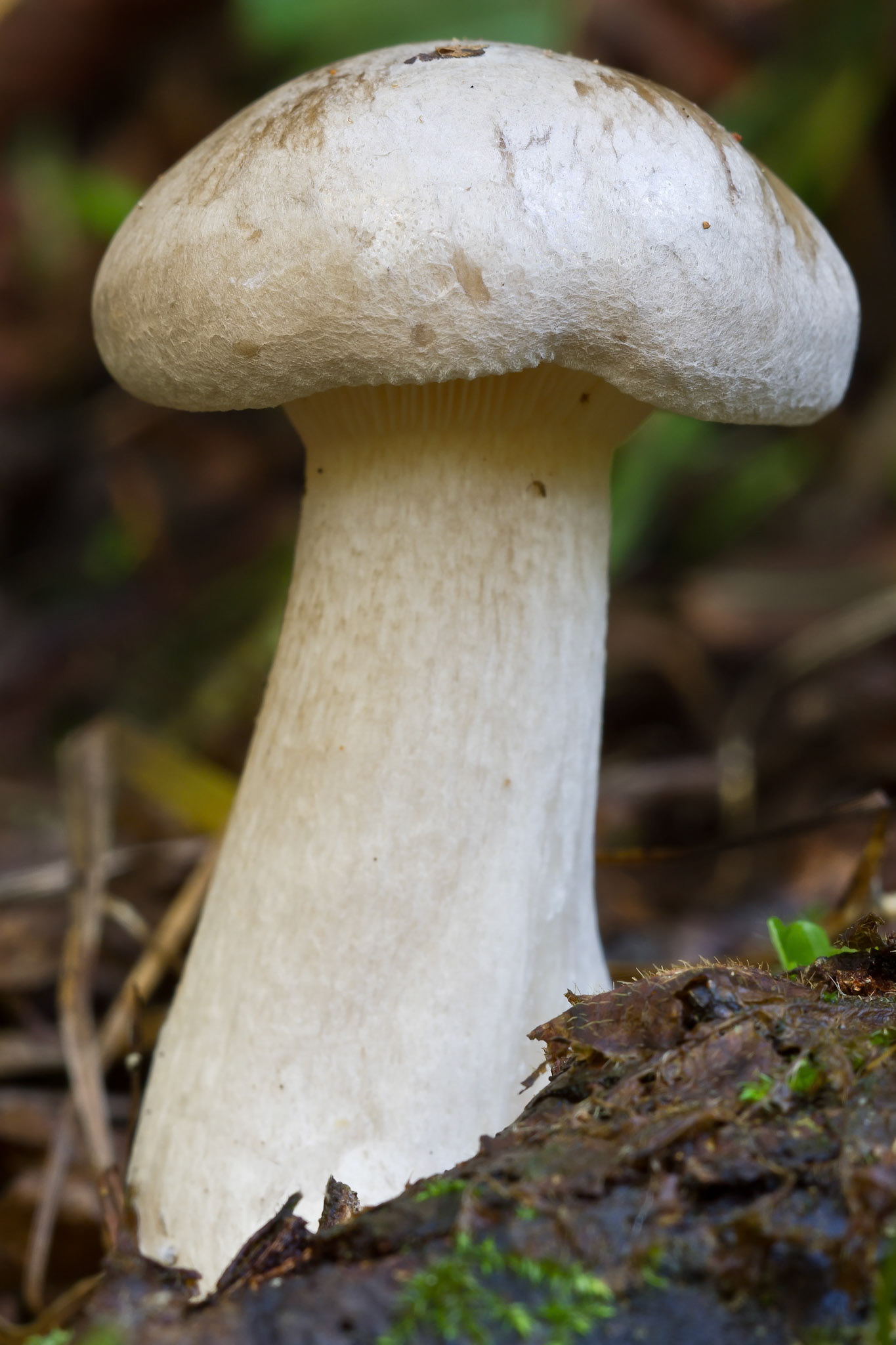 Proud fungi
