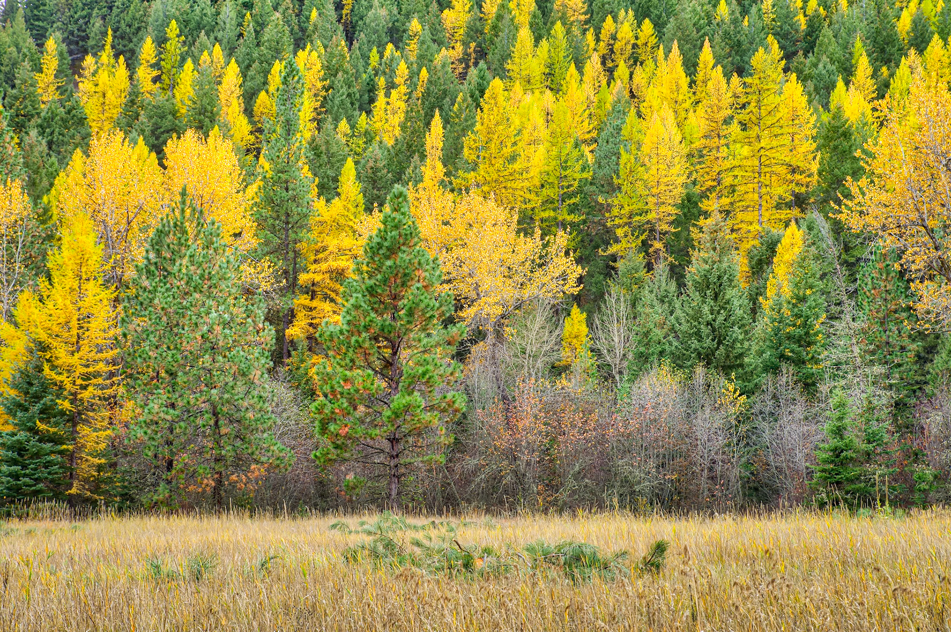 Western Montana