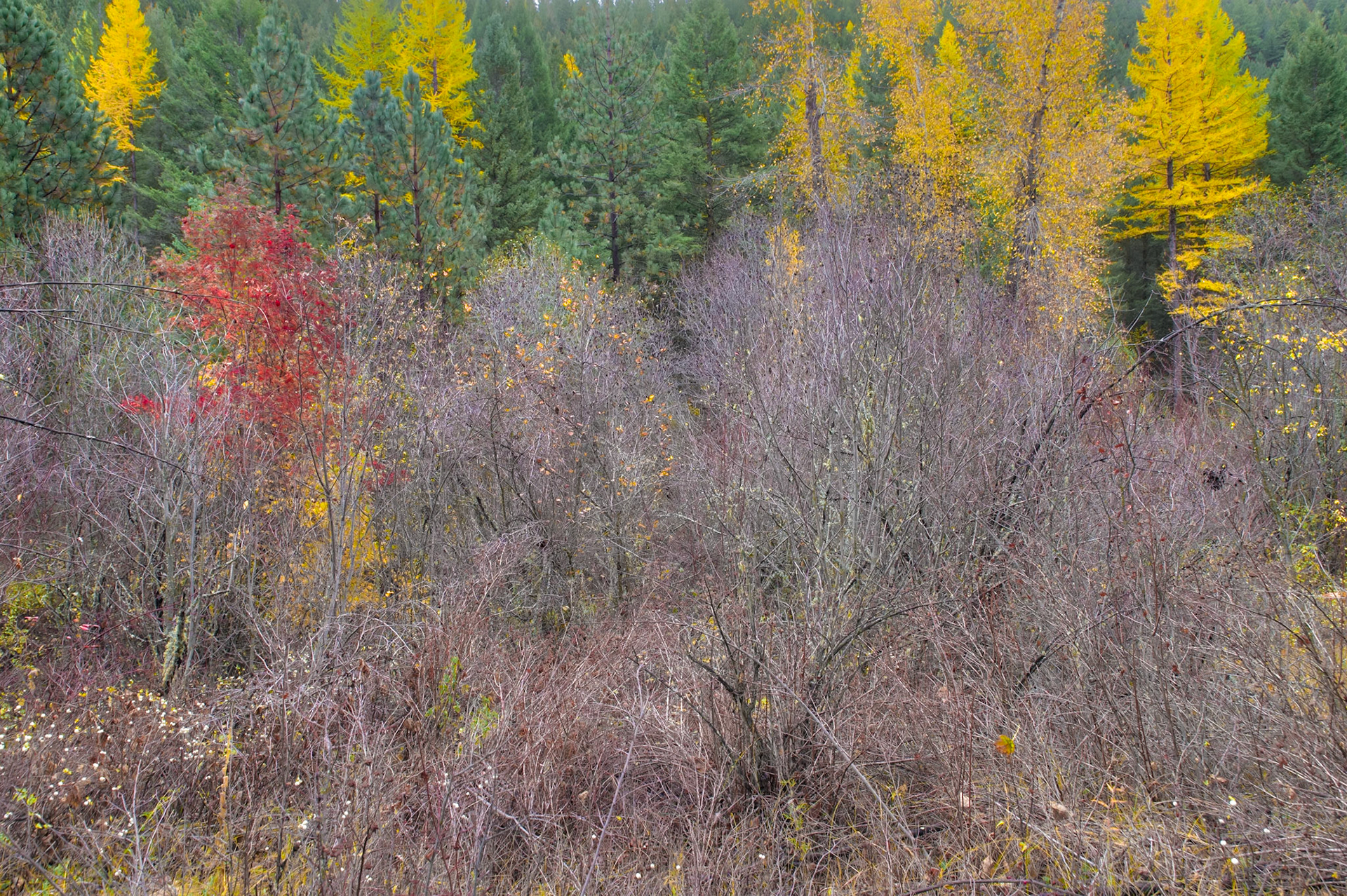 Autumn Texture-8, Rattlesnake National Recreation Area, Western Montana