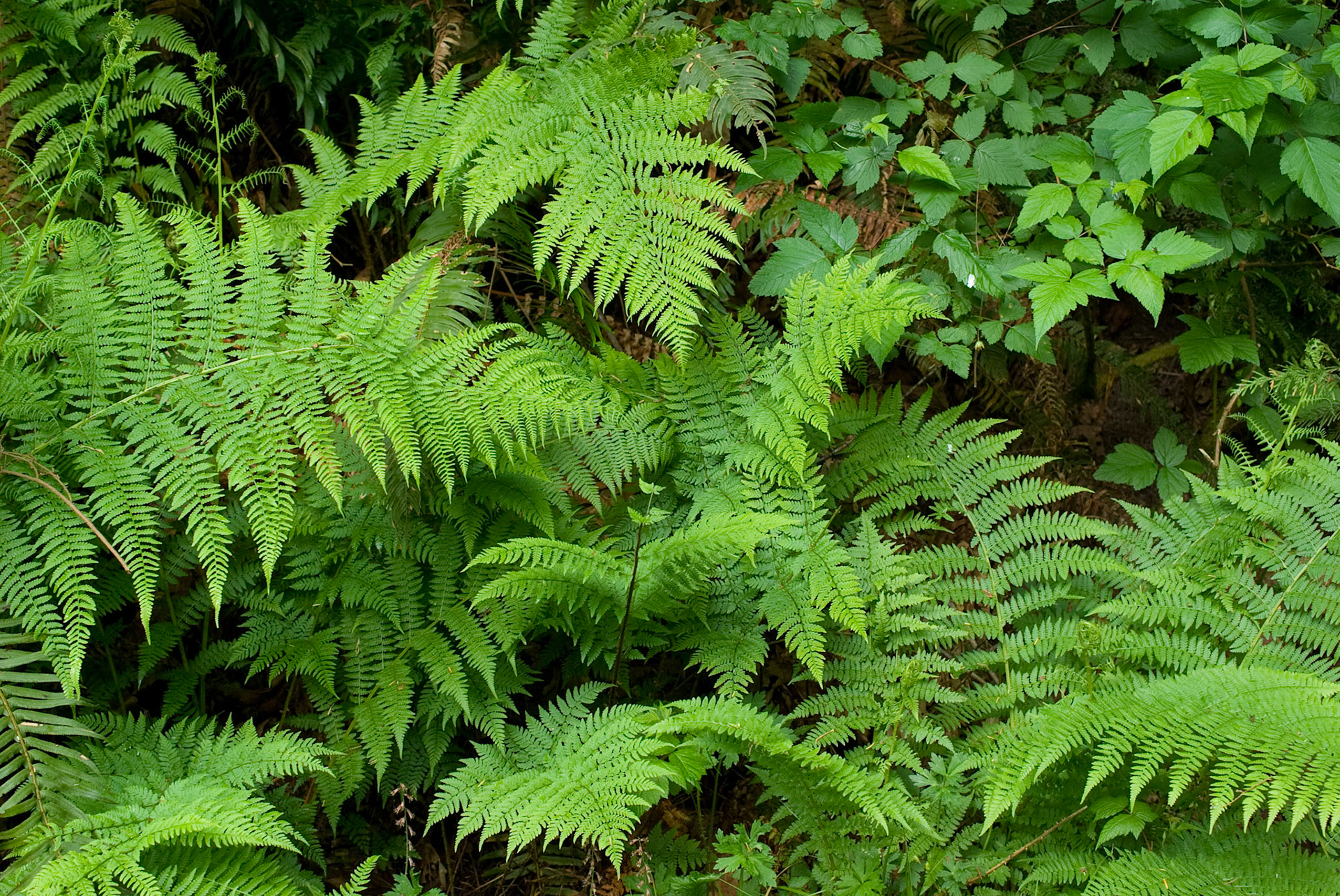 Forest Ferns